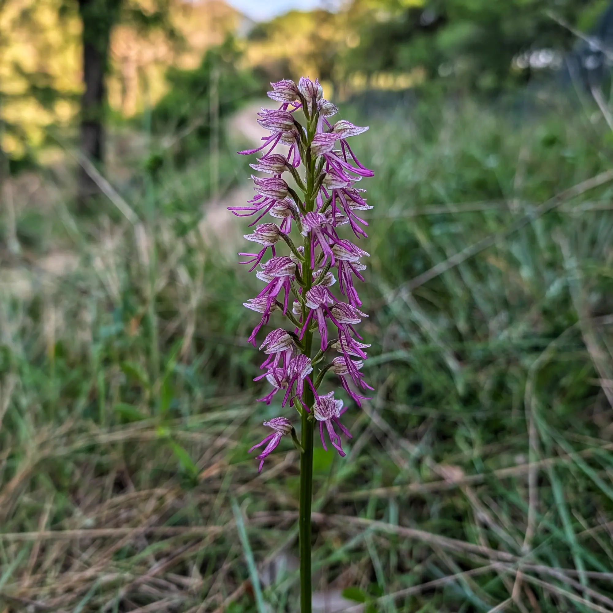 Orquídia híbrida Orchis x bergonii, amb flors porpres i blanques, capturada a la Garrotxa.