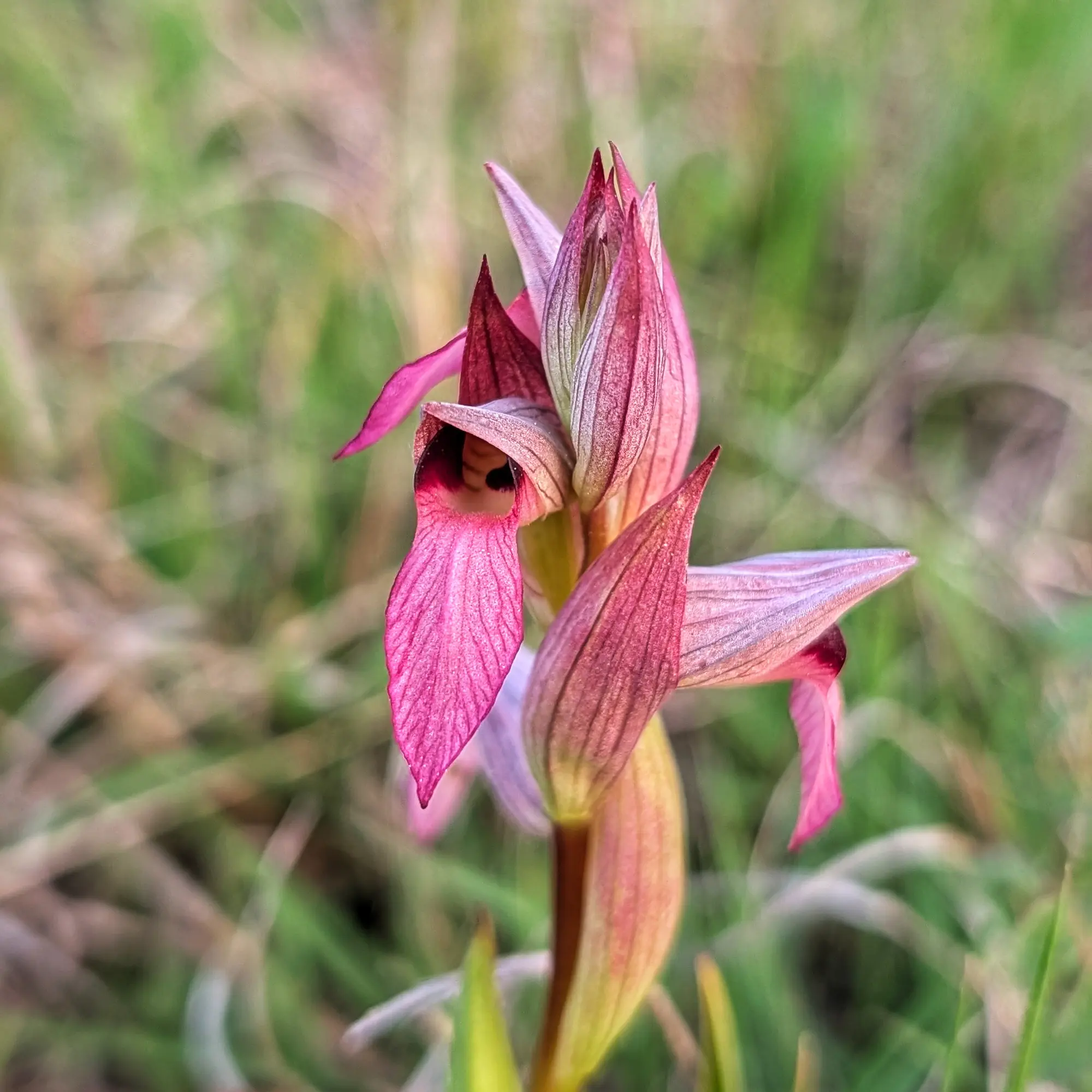 Close-up of a pink and reddish Serapias lingua orchid, with a prominent labellum, against a soft green background.