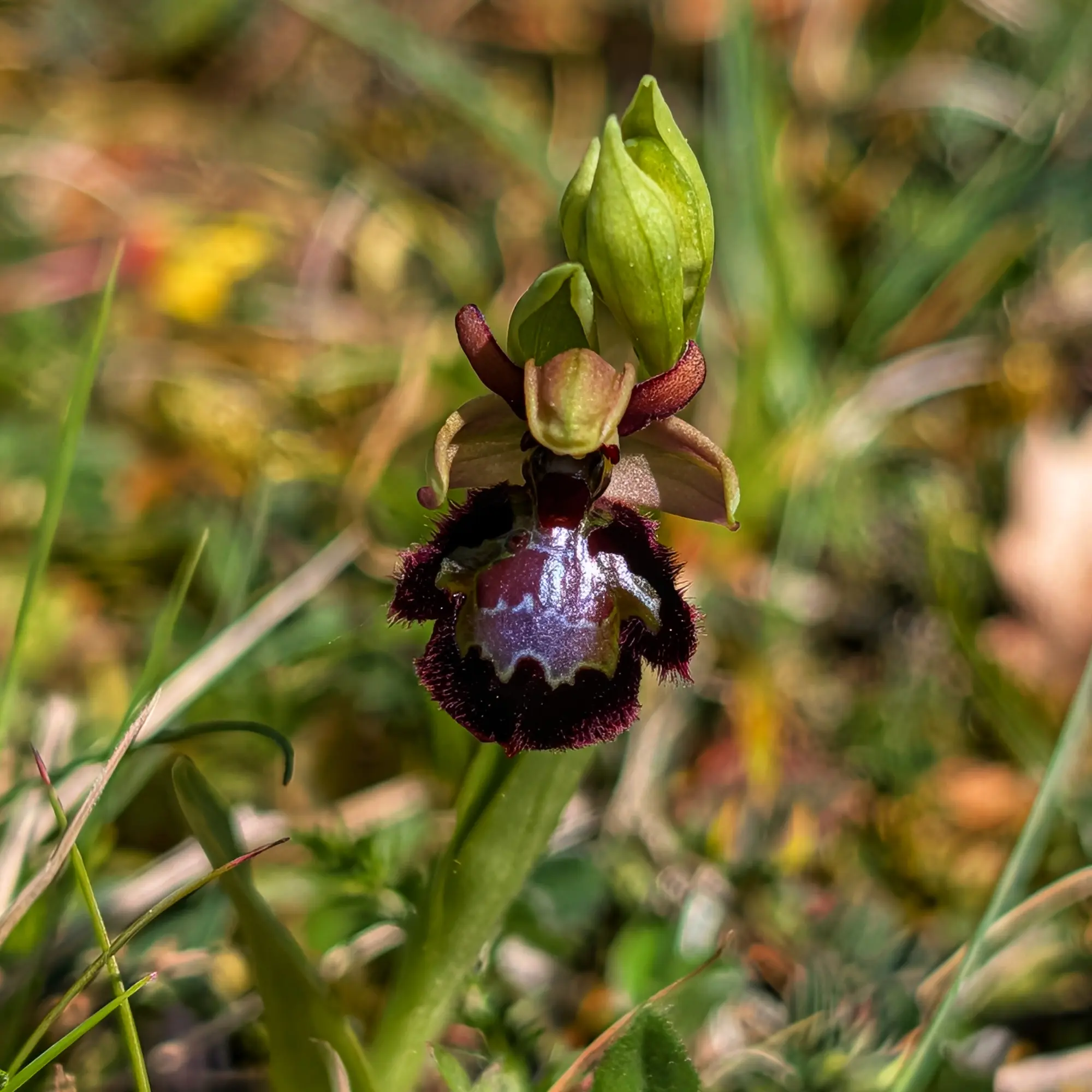 Primer pla d'orquídia híbrida Ophrys fosca, mostrant el label pelut morat amb especulum iridiscent blau-porpra i un brot verd.