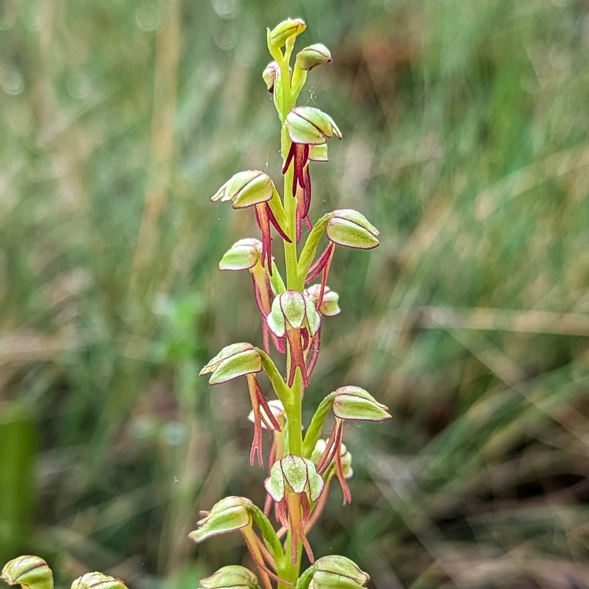 Primer pla d'una orquídia home (Orchis anthropophora) verda i granat amb lòbuls antropomorfs, sobre fons verd difuminat.
