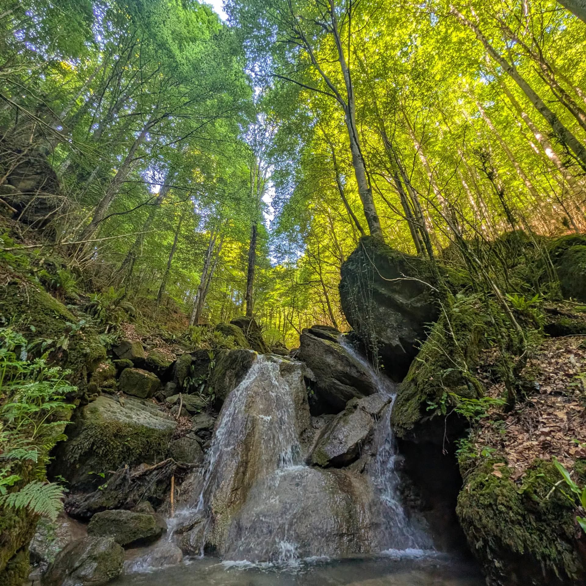 Waterfall cascading over mossy rocks in a lush green forest with sunlight filtering through the canopy.
