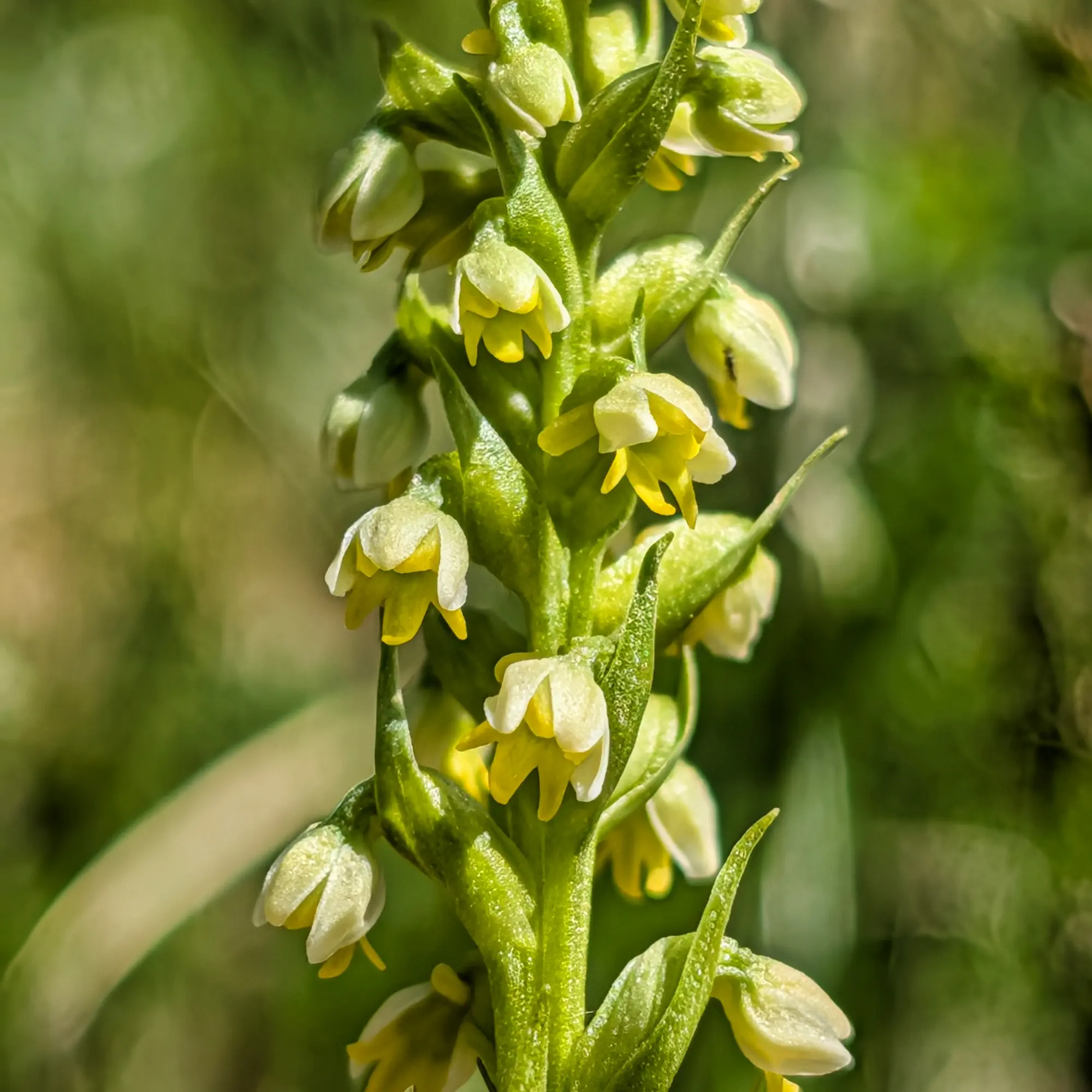 Tija d'orquídia Pseudorchis albida amb flors groc-verd pàl·lid en primer pla sobre un fons verd suau i difuminat.