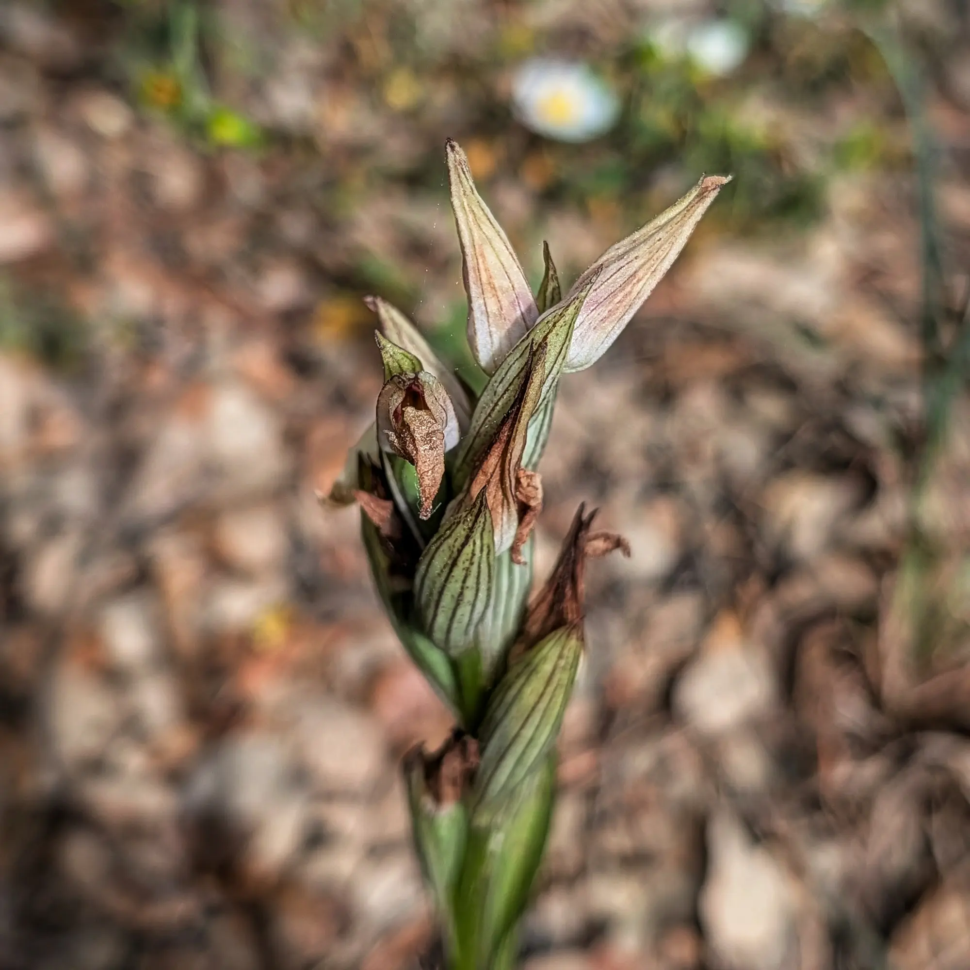 Close-up of Serapias perez-chiscanoi orchid with green stem and partially open, reddish-green flower buds.