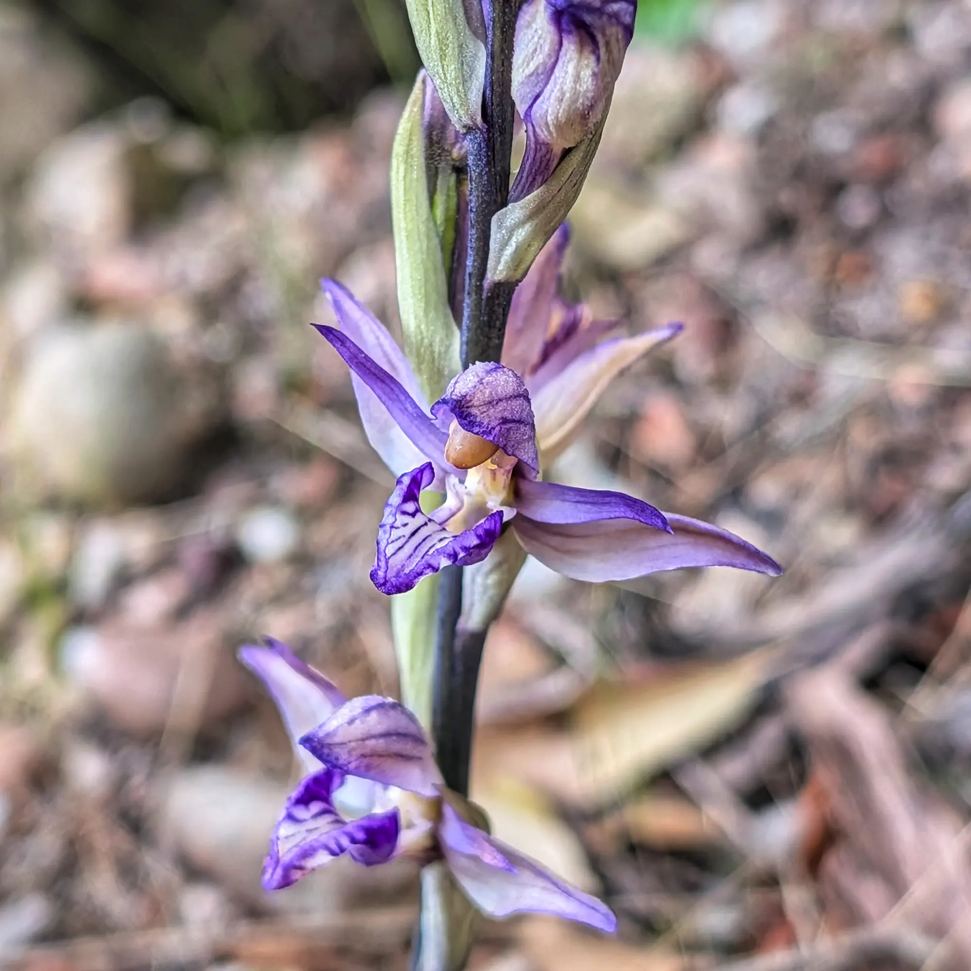 Primer pla d'orquídia Limodorum abortivum amb flors violetes en una tija fosca, en entorn natural.