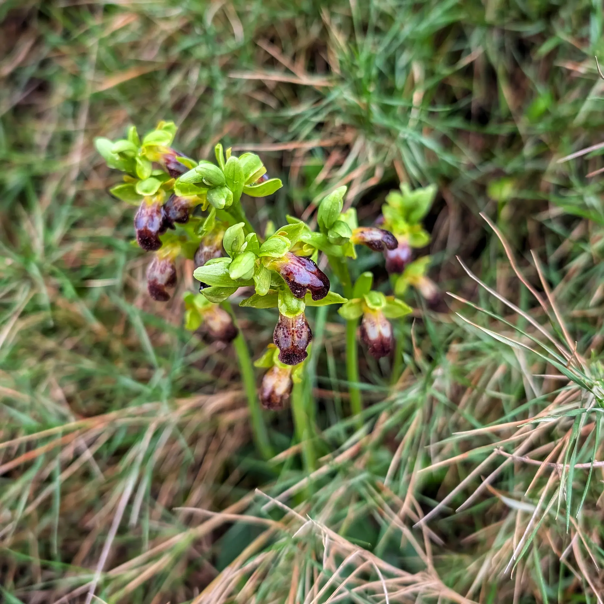 Un grup d'orquídies Ophrys forestieri, característiques pels seus pètals verds i el llavi central marró porpra, fotografiat a l'Alt Empordà. Aquesta imatge destaca la delicadesa floral d'aquesta espècie. Grup d'orquídies Ophrys forestieri amb pètals verds i llavis marrons porpra, entre herba verda i seca.