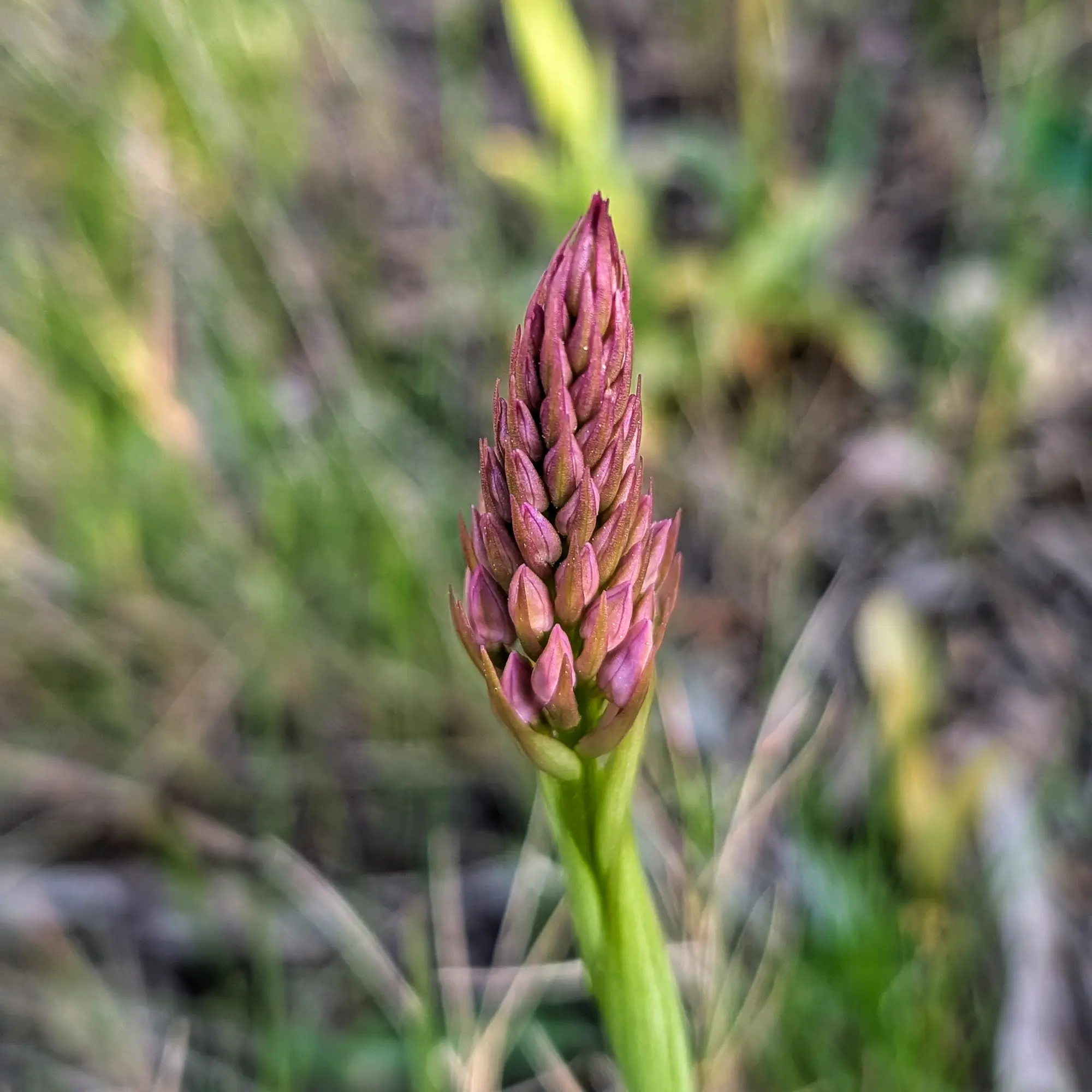 Detall d'espiga floral d'Anacamptis pyramidalis amb cabdells rosats a punt d'obrir, sobre fons verd borrós.
