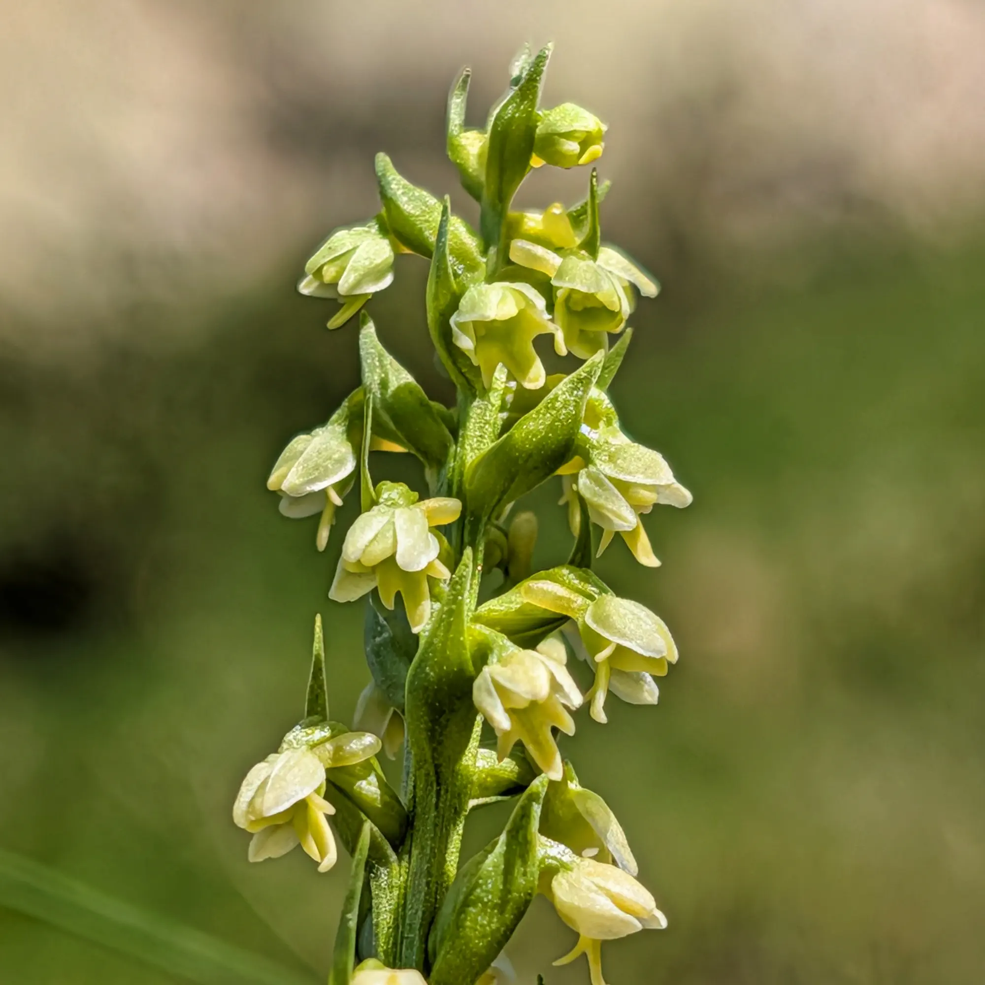 Primer pla d'una tija de Pseudorchis albida amb moltes flors petites de color groc verdós pàl·lid sobre fons natural borrós.