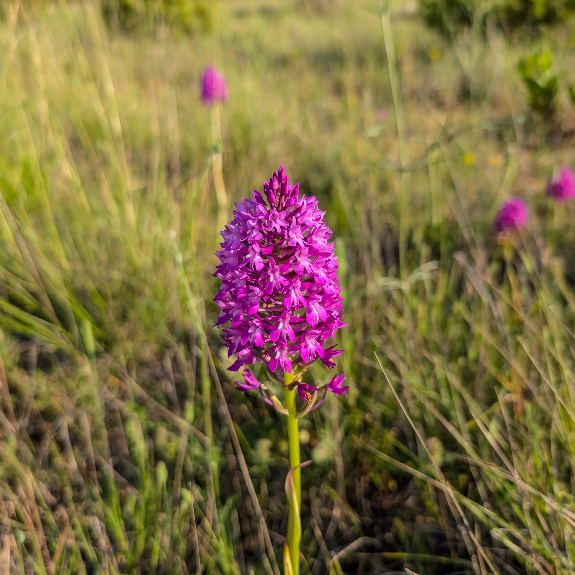 Quite a large specimen of A. pyramidalis from the Corbières area (France) with the lowermost flowers already withered