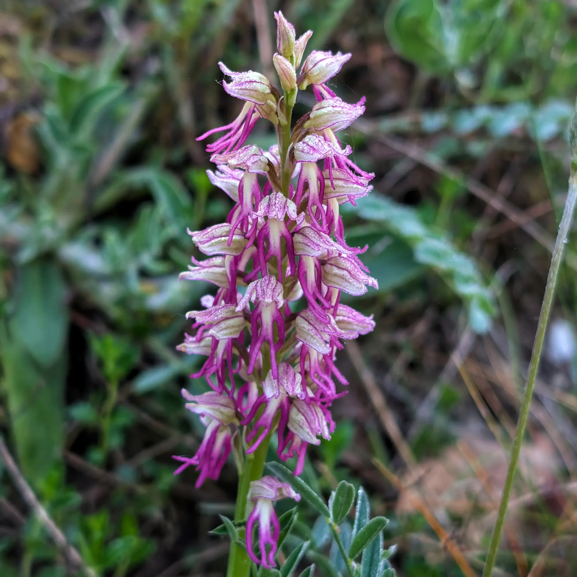 Orquídia Orchis x bergonii amb flors blanques i magenta, cobertes de rosada, sobre fons verd difós.