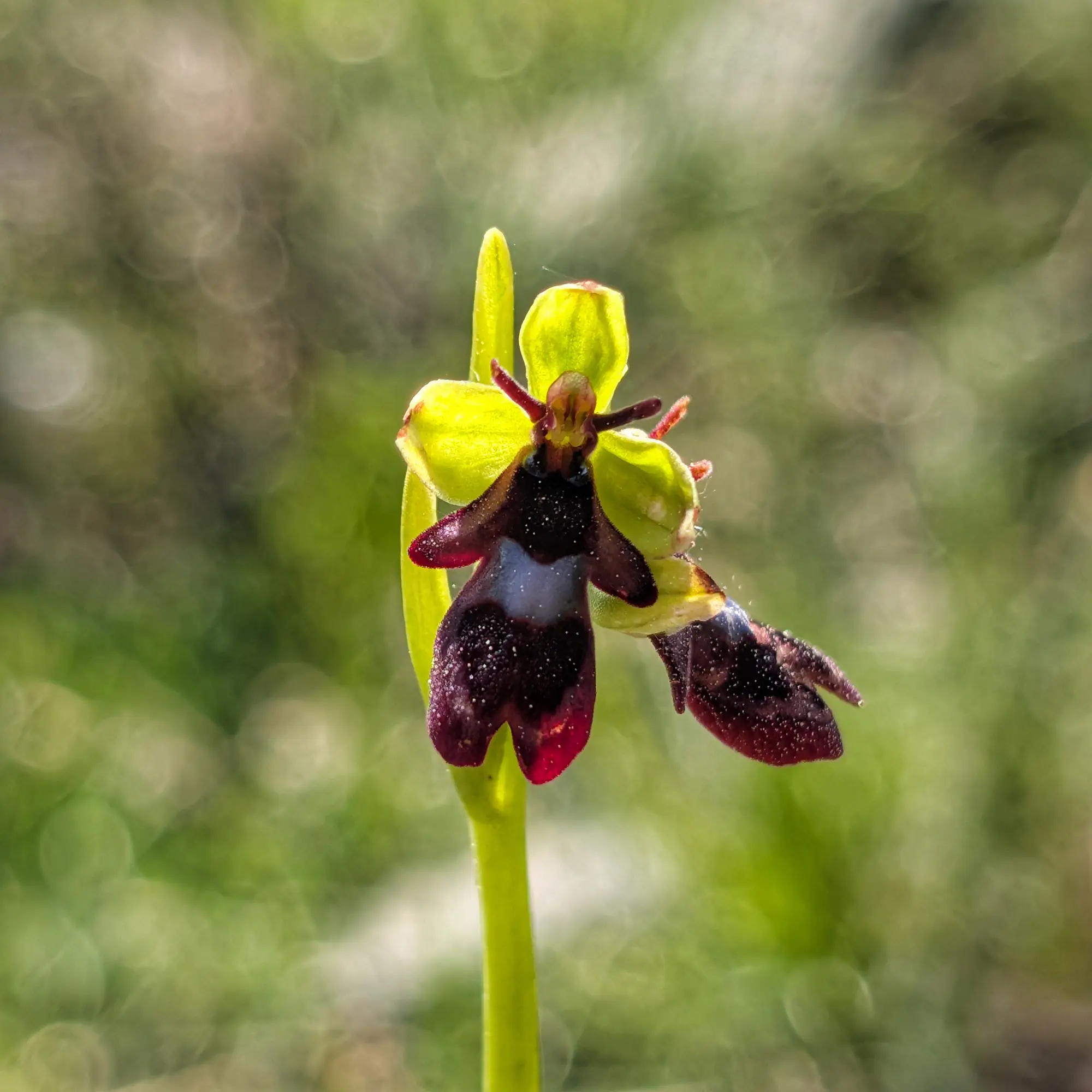 Specimen of Ophrys insectifera from the Catalan Pre-Pyrenees