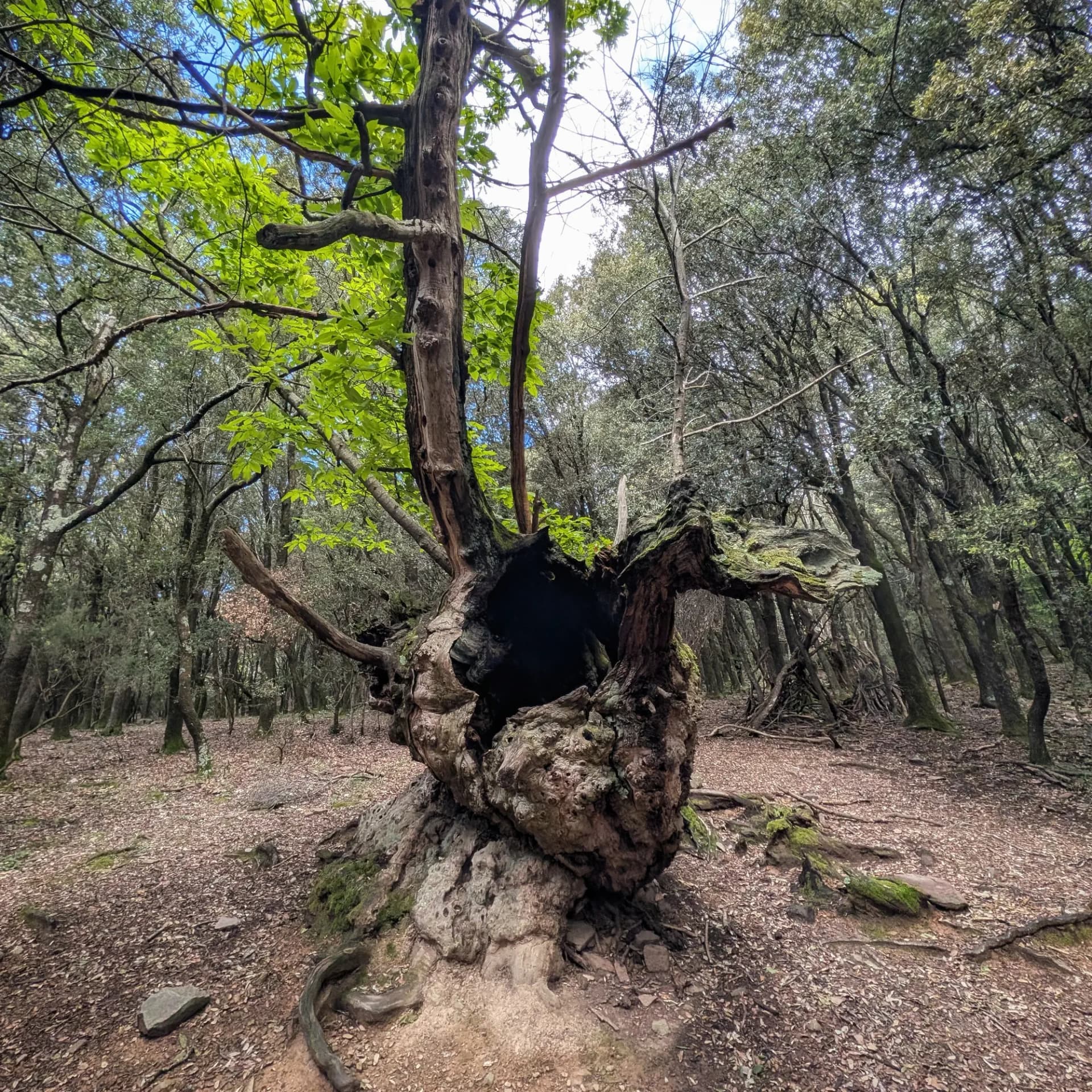 Gran castanyer vell amb tronc buit i protuberàncies que recorden un drac, fulles verdes, en un bosc dens.