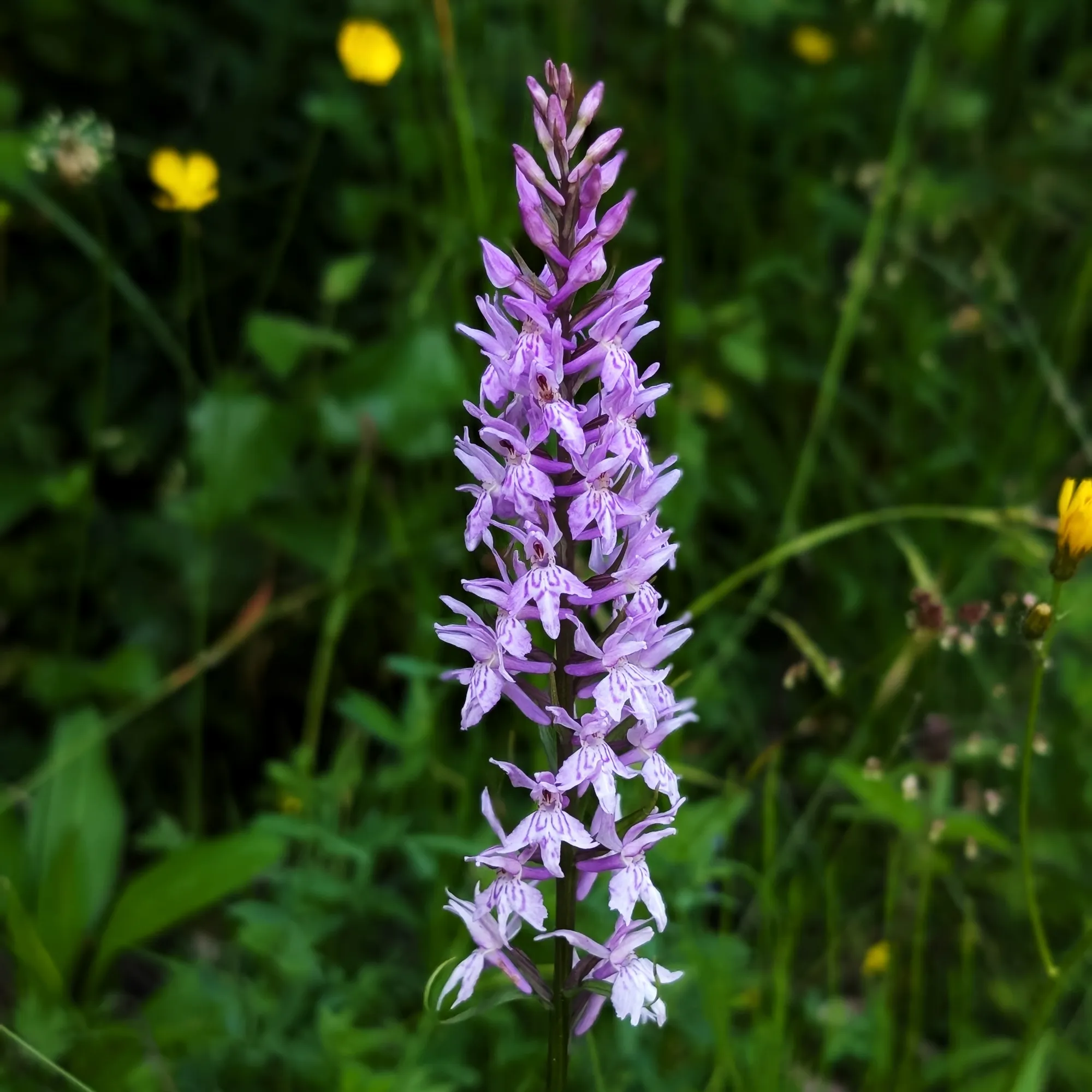 Dactylorhiza fuchsii