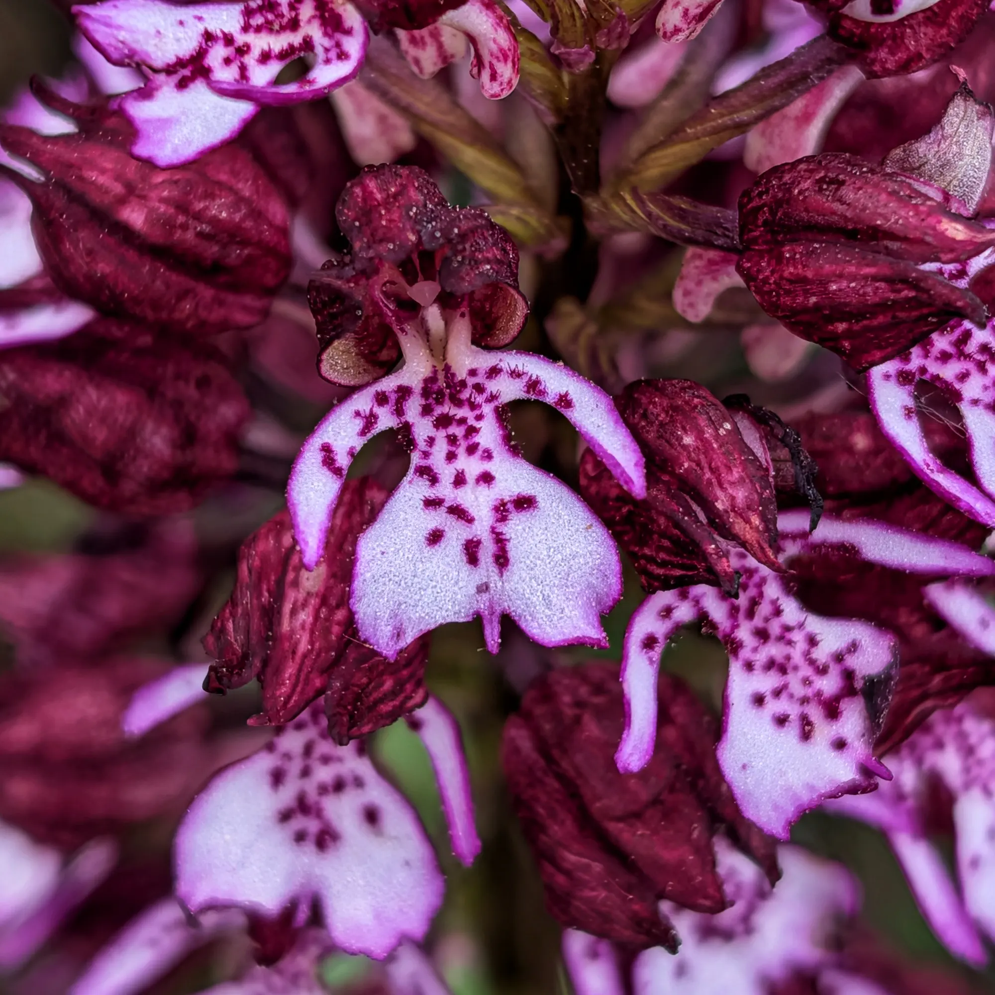 Primer plano de orquídea Orchis purpurea con pétalos blancos manchados de púrpura y sépalos morados intensos.