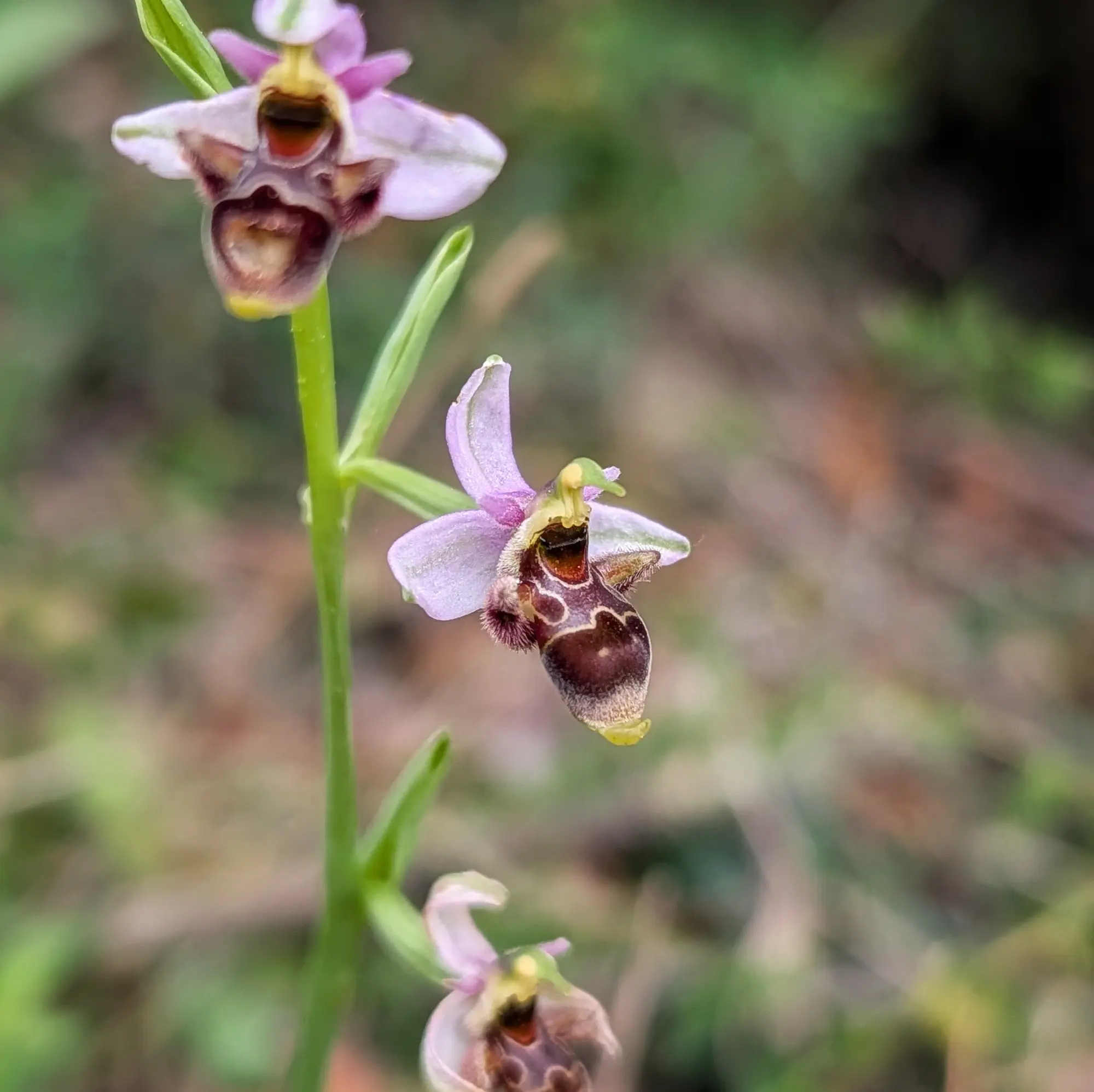 Macro shot of three vibrant Ophrys scolopax subsp. picta orchids on a green stem, featuring pink petals and fuzzy, patterned labellums.
