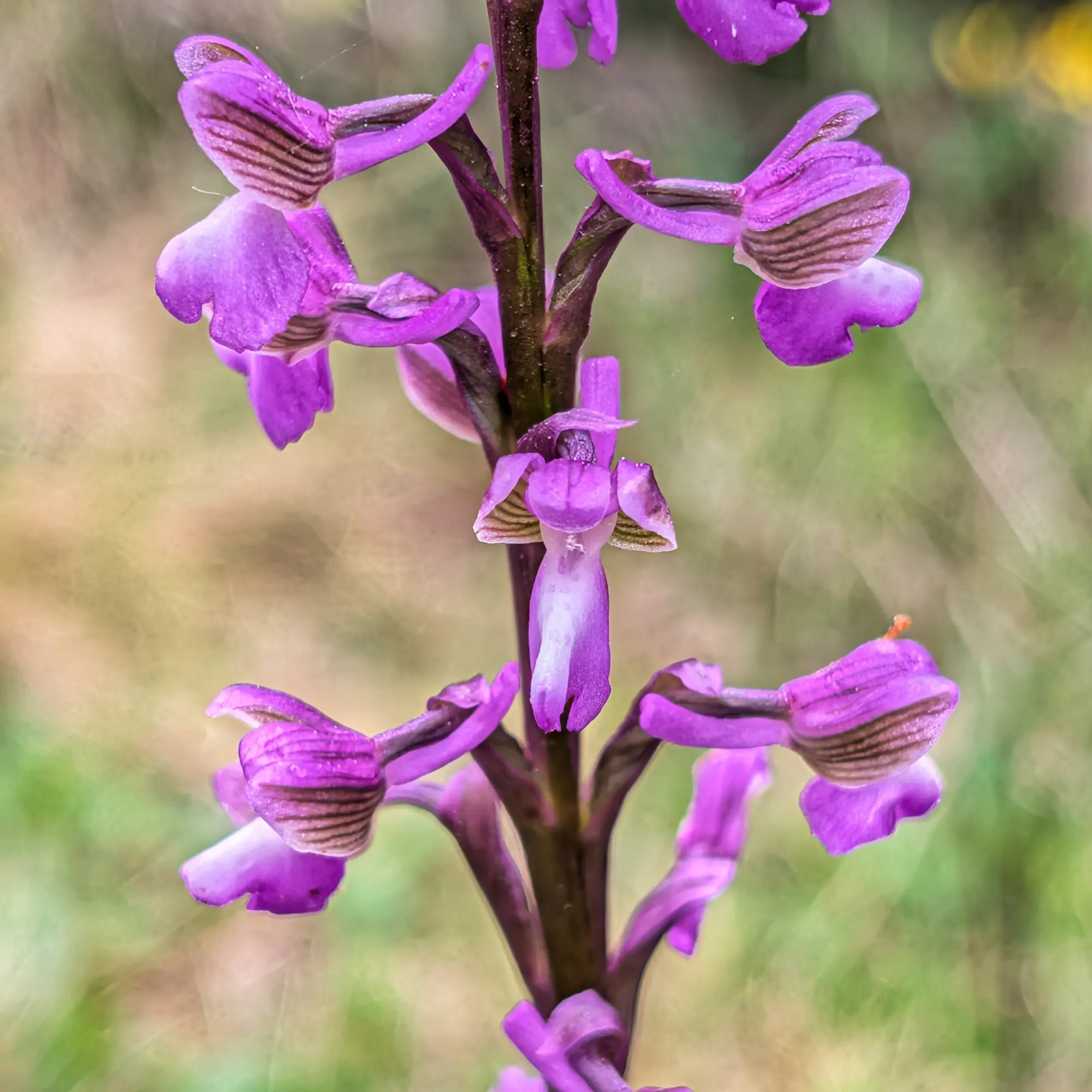 Close-up of vibrant purple Anacamptis morio subsp. picta orchid flowers with striped petals.