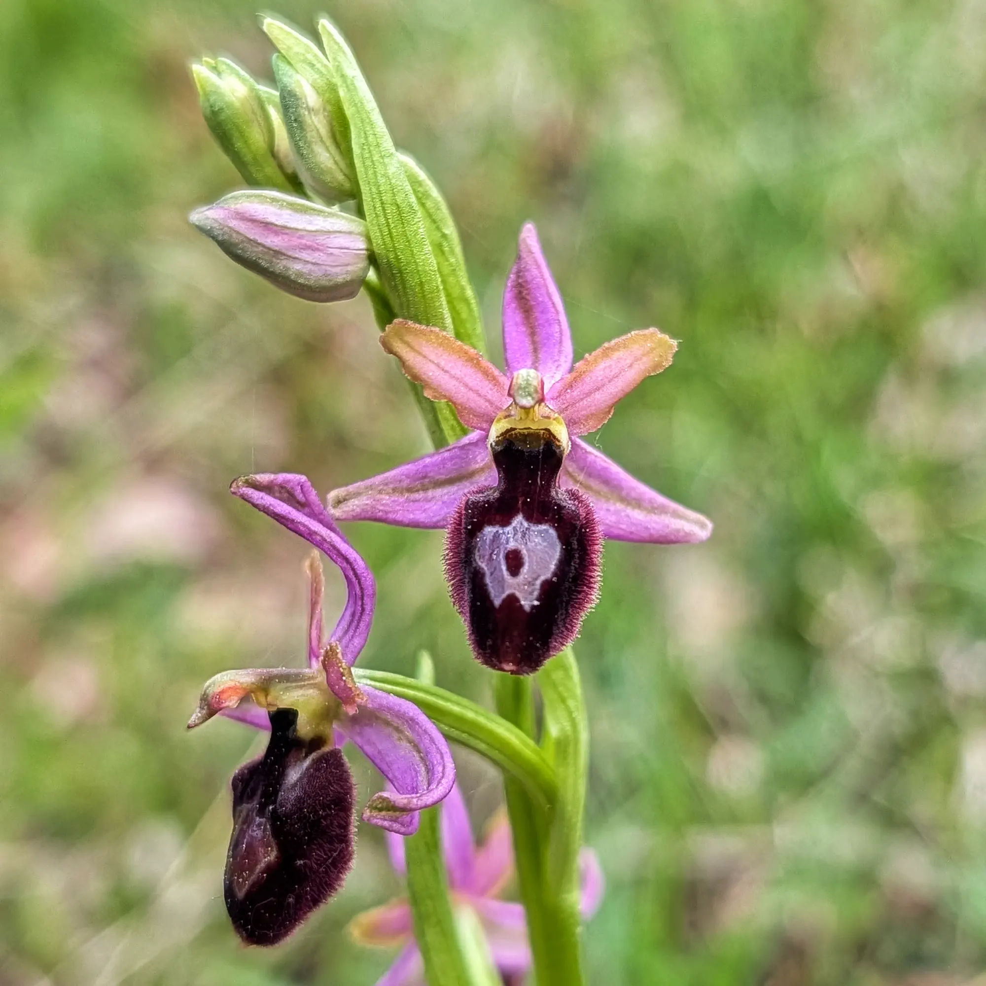Primer pla d'orquídia Ophrys catalaunica amb flors morades i labellum vellutat marró fosc amb patró clar.