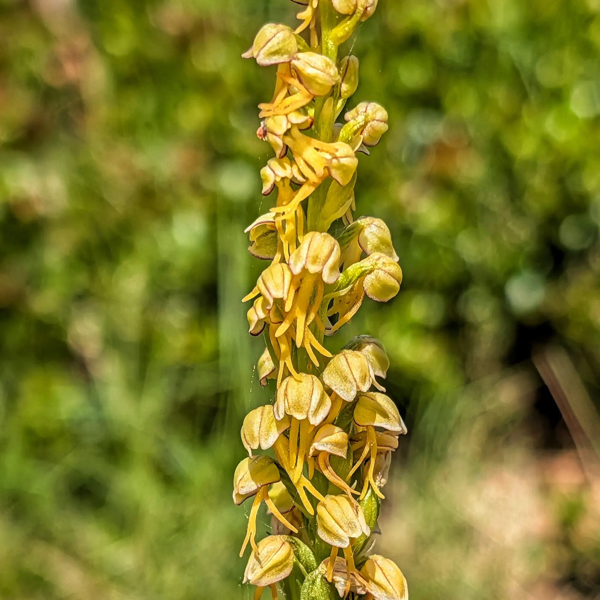 Close-up d'una orquídia de l'home penjat (Orchis anthropophora) de color verd groguenc, amb fons verd borrós.