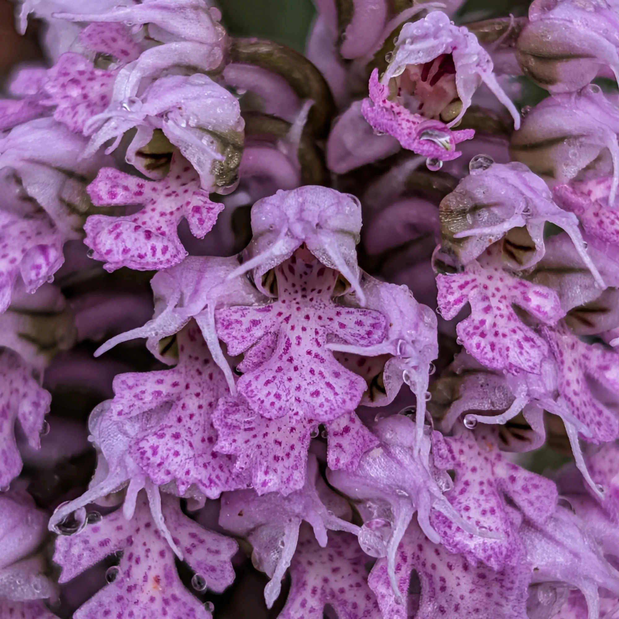 Primer pla de flors de Neotinea conica (orquídia cònica), liles amb taques magenta i gotes de rosada.