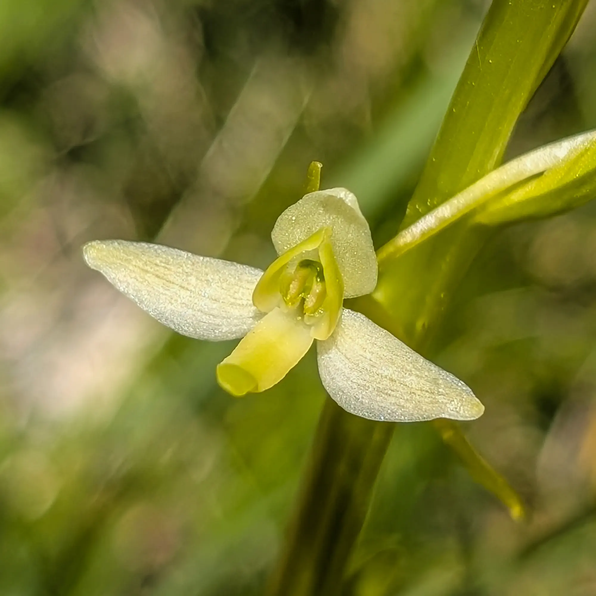 Close-up of a healthy Lesser Butterfly-orchid (Platanthera bifolia) with delicate white flowers and green foliage.