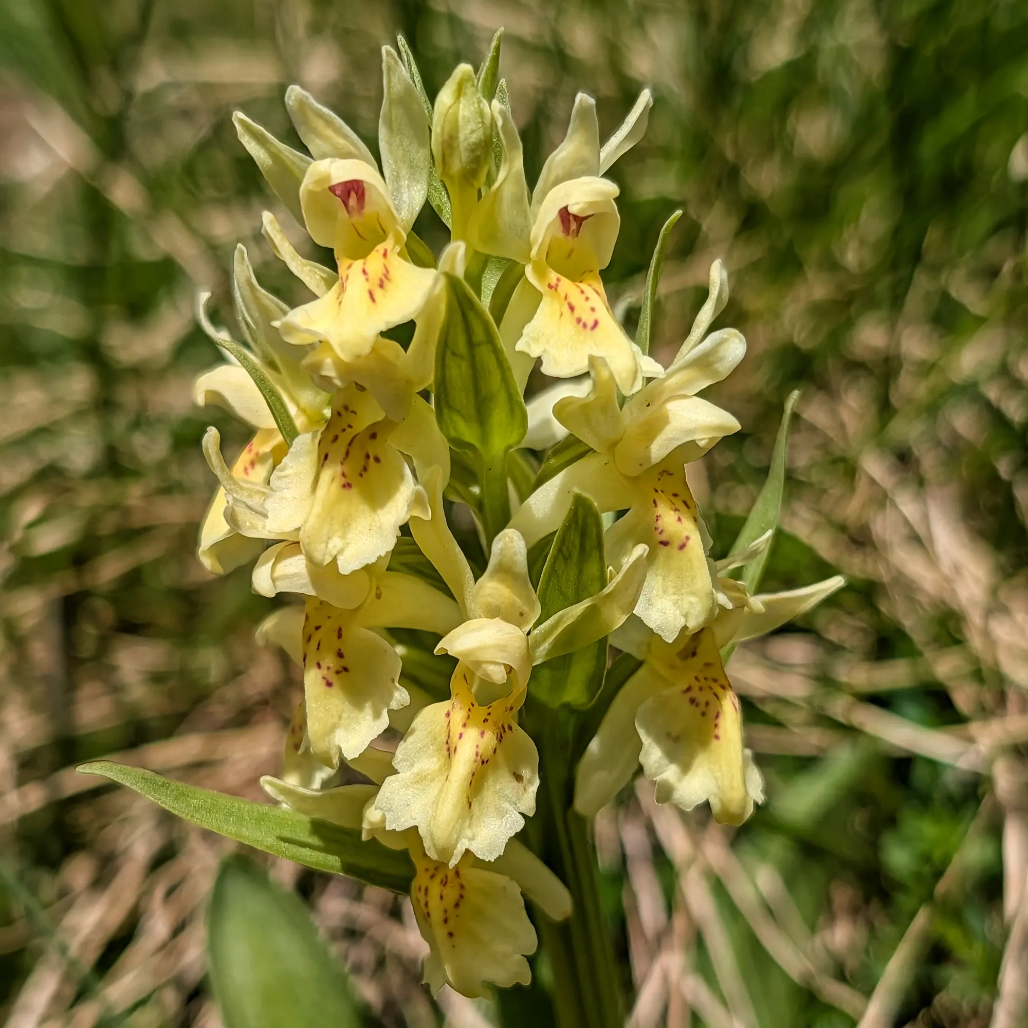 Orquídia Dactylorhiza sambucina de flors grogues en un paisatge natural de muntanya.