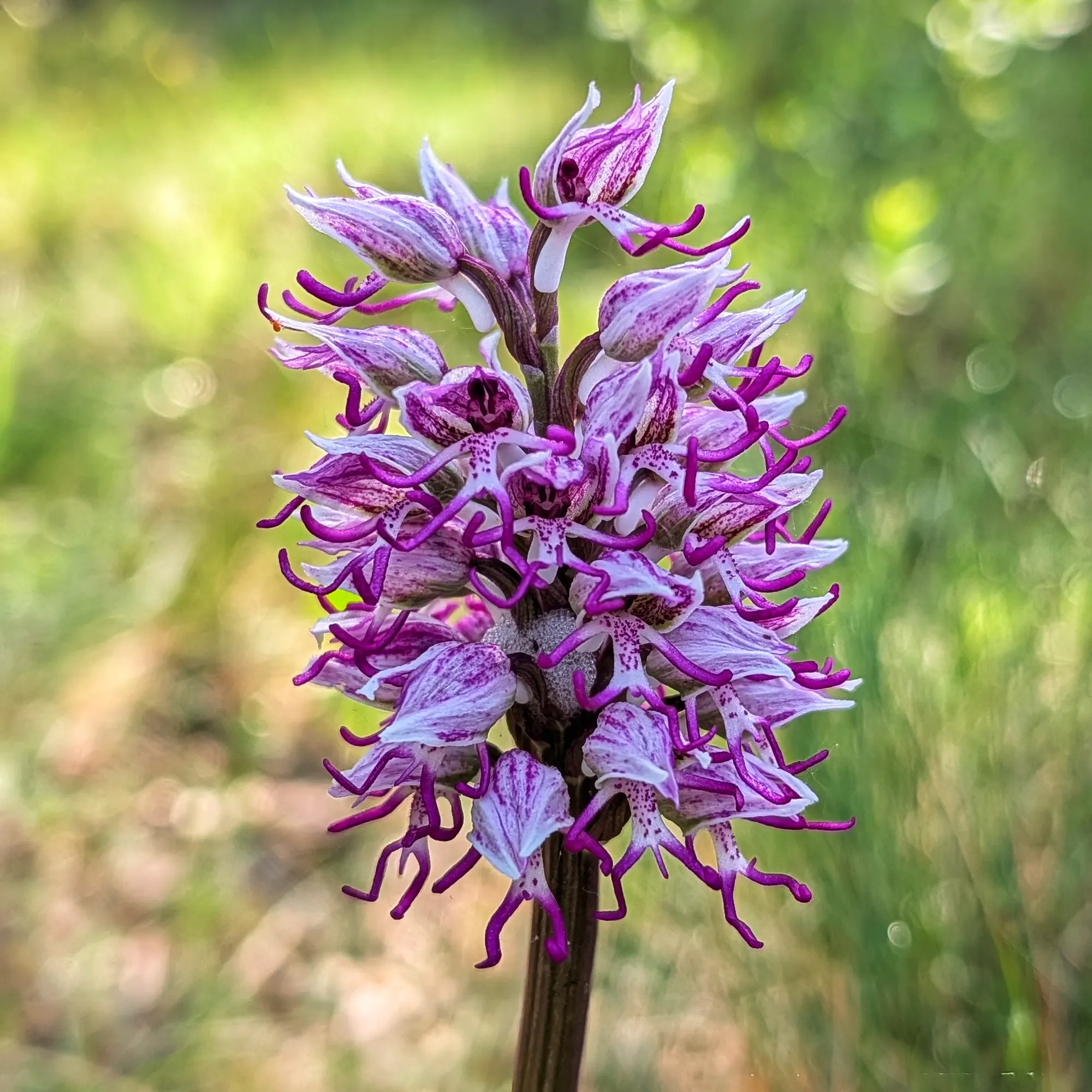 Primer pla d'una tija d'orquídia simia (Orchis simia) amb flors blanques i porpra tacades, fons verd desenfocat.