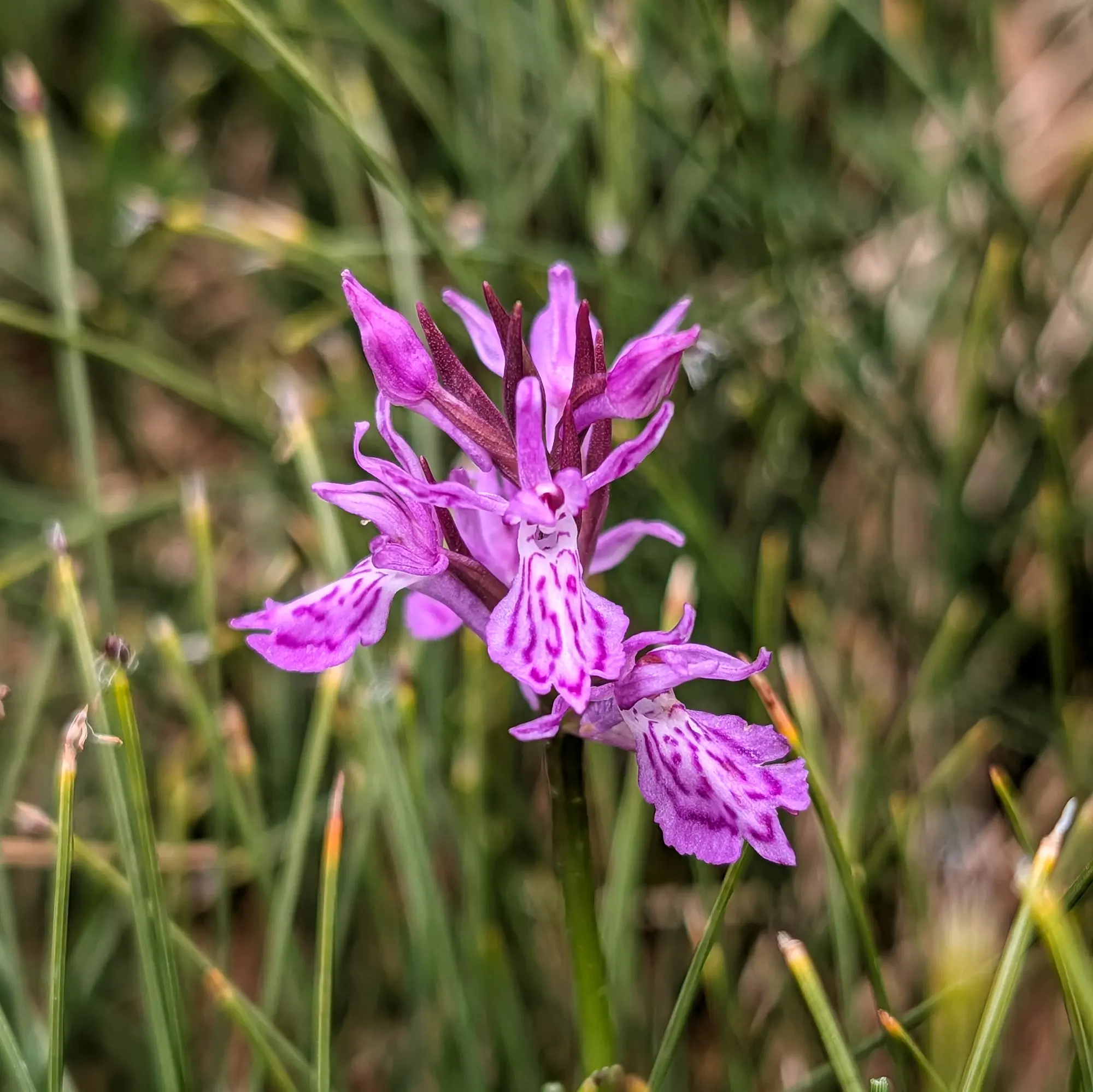 Primer pla d'una orquídia Dactylorhiza maculata lila vibrant amb pètals tacats, envoltada d'herba verda borrosa.