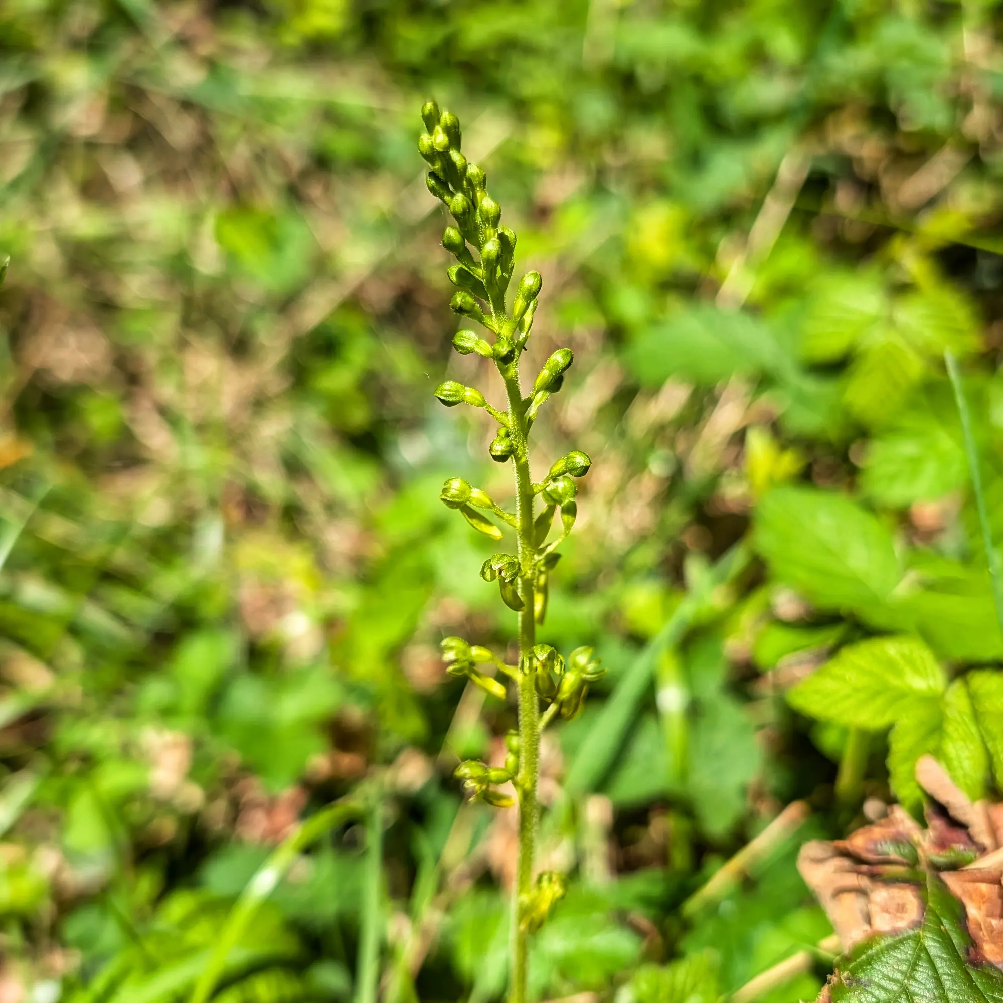 Close-up of a green Neottia ovata flower stalk with many small, developing buds against a blurred forest background.