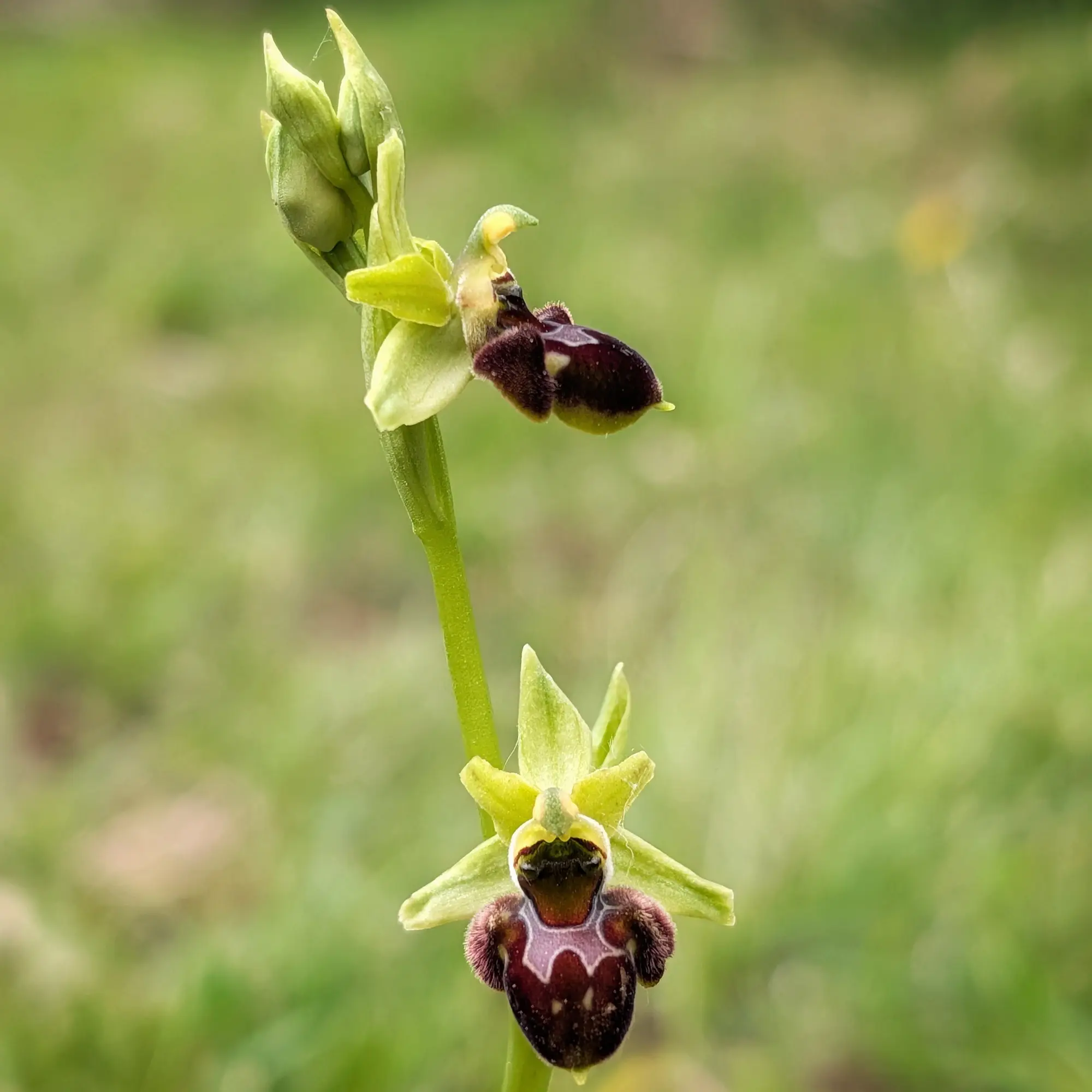 Orquídia amb dues flors de pètals verds i label marró fosc sobre fons verd difús.