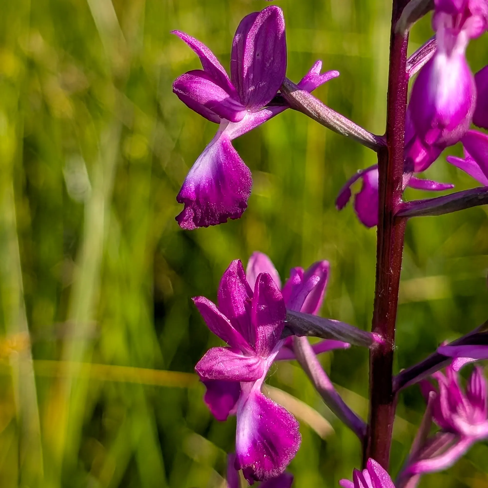 Anacamptis laxiflora orchid in bloom near Sils, Catalonia.