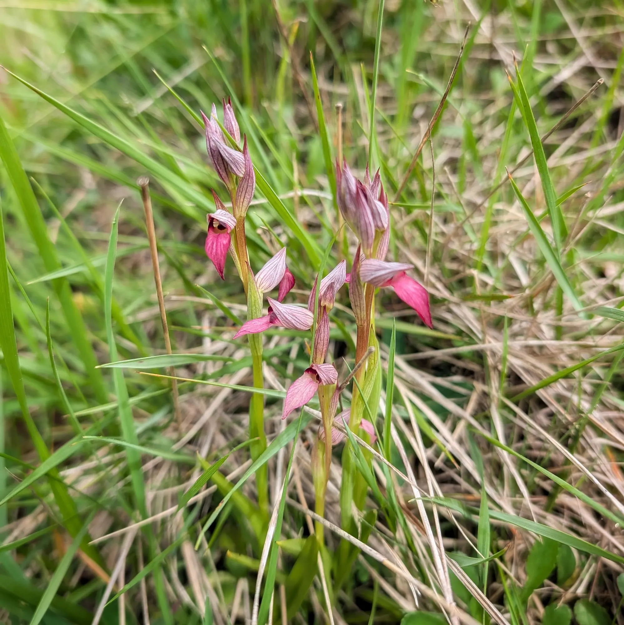 Orquídies Serapias lingua amb flors rosades i magenta entre herba verda i seca, en un primer pla natural.