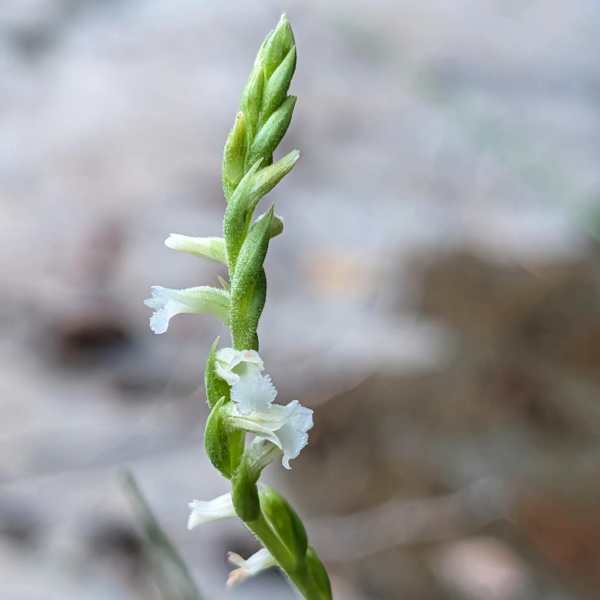 Primer pla d'una tija verda i esvelta d'orquídia Spiranthes aestivalis amb petites flors blanques en espiral sobre fons borrós.