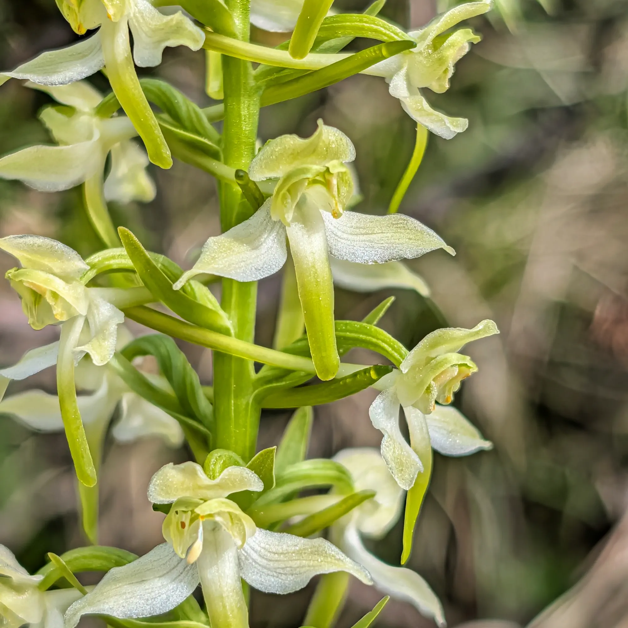 Platanthera chlorantha (orquídia papallona verda) amb flors blanques i tiges altes en un entorn natural.