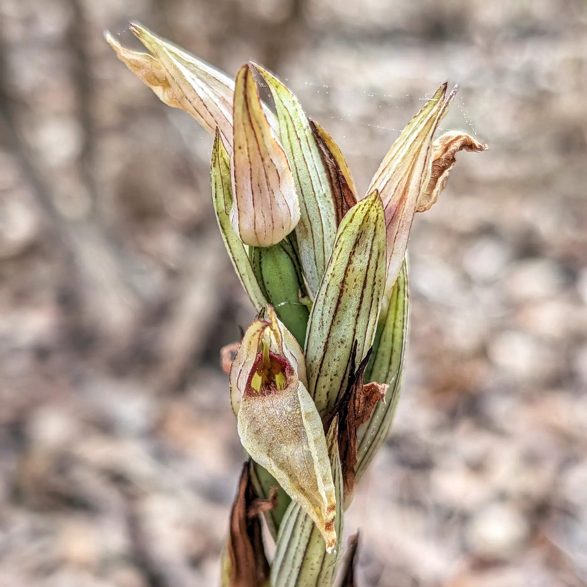 Close-up of a Serapias perez-chiscanoi orchid inflorescence with buds and one partially open flower, spiderweb visible.