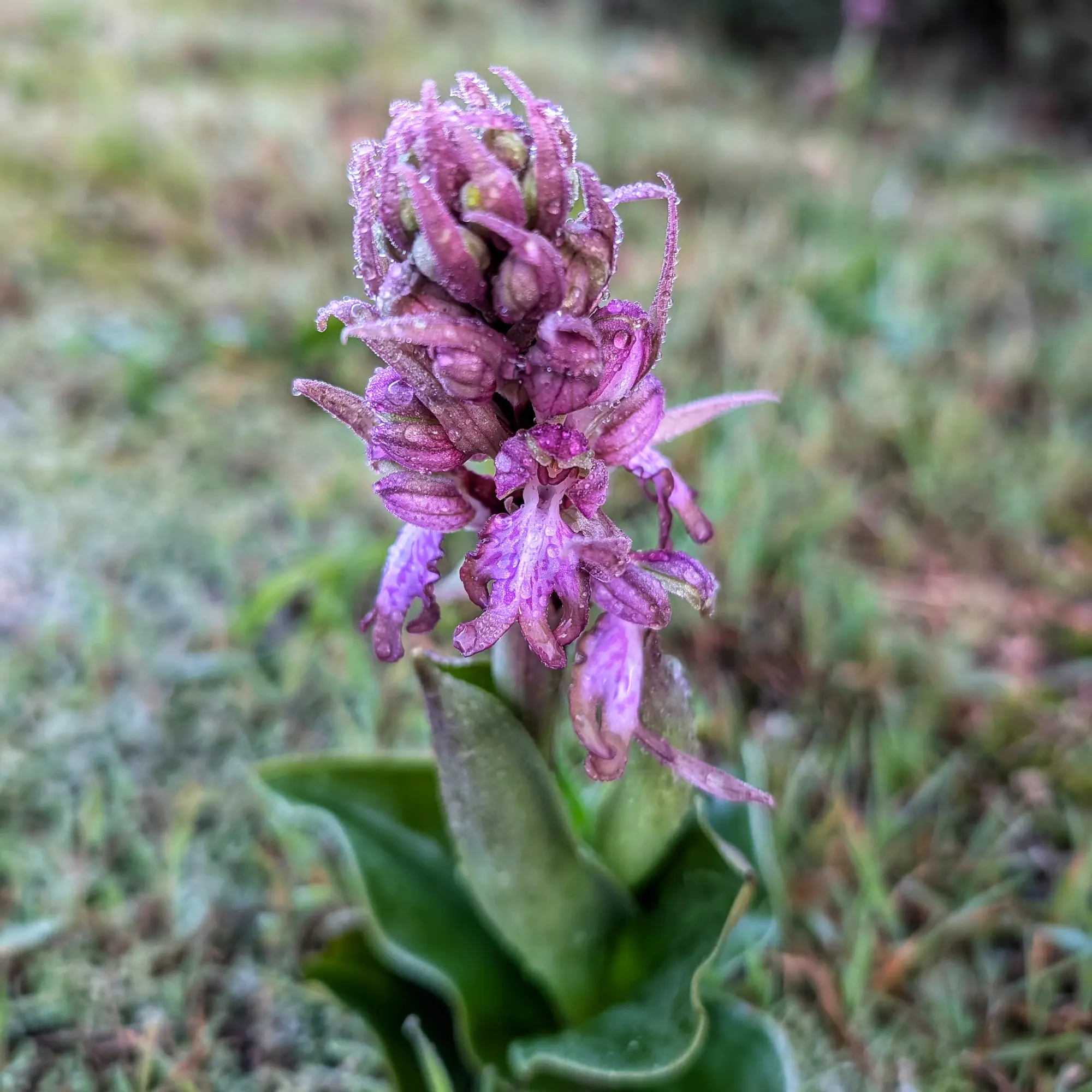 Himantoglossum robertianum florit amb gotes de pluja.