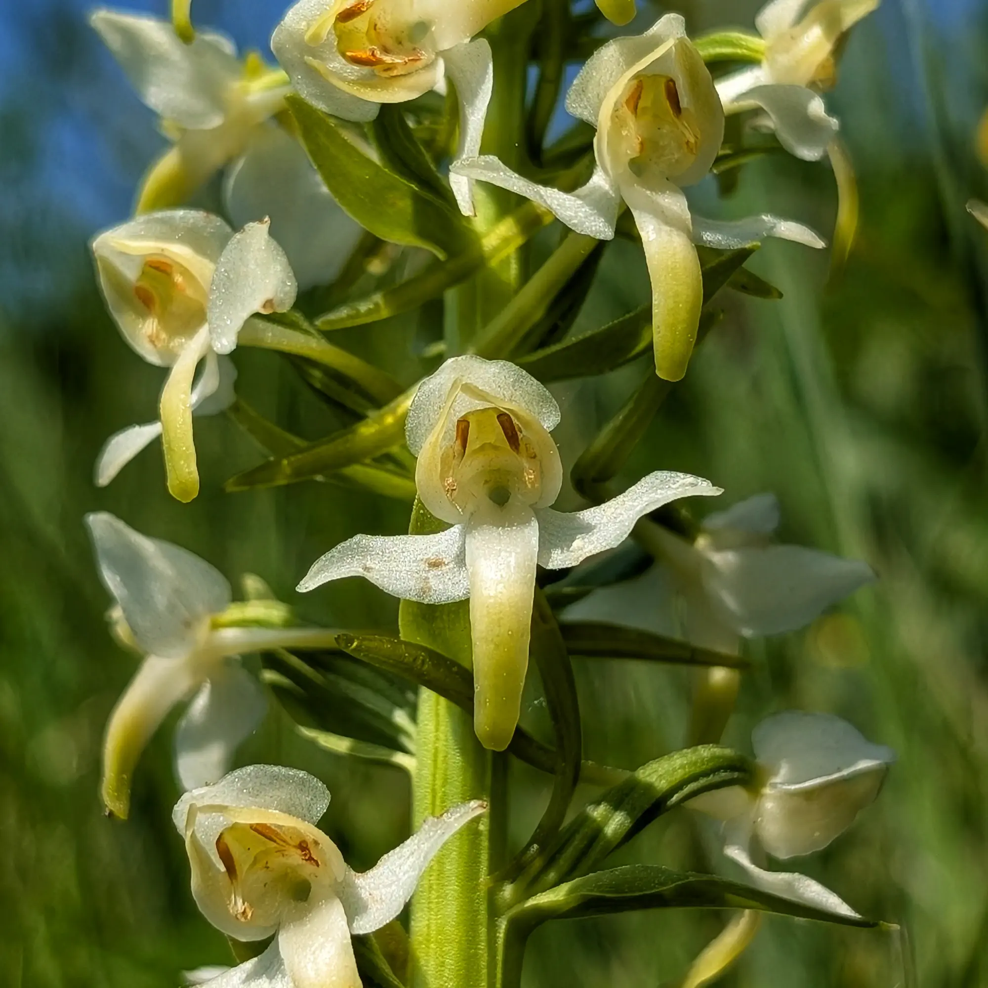Detall d'un exemplar de Platanthera chlorantha del Berguedà (Catalunya)