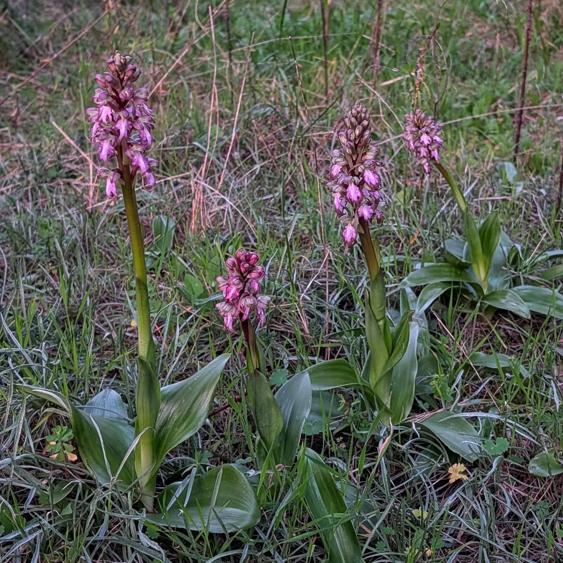 Grup d'orquídies Himantoglossum robertianum al Montgrí amb llum de capvespre.