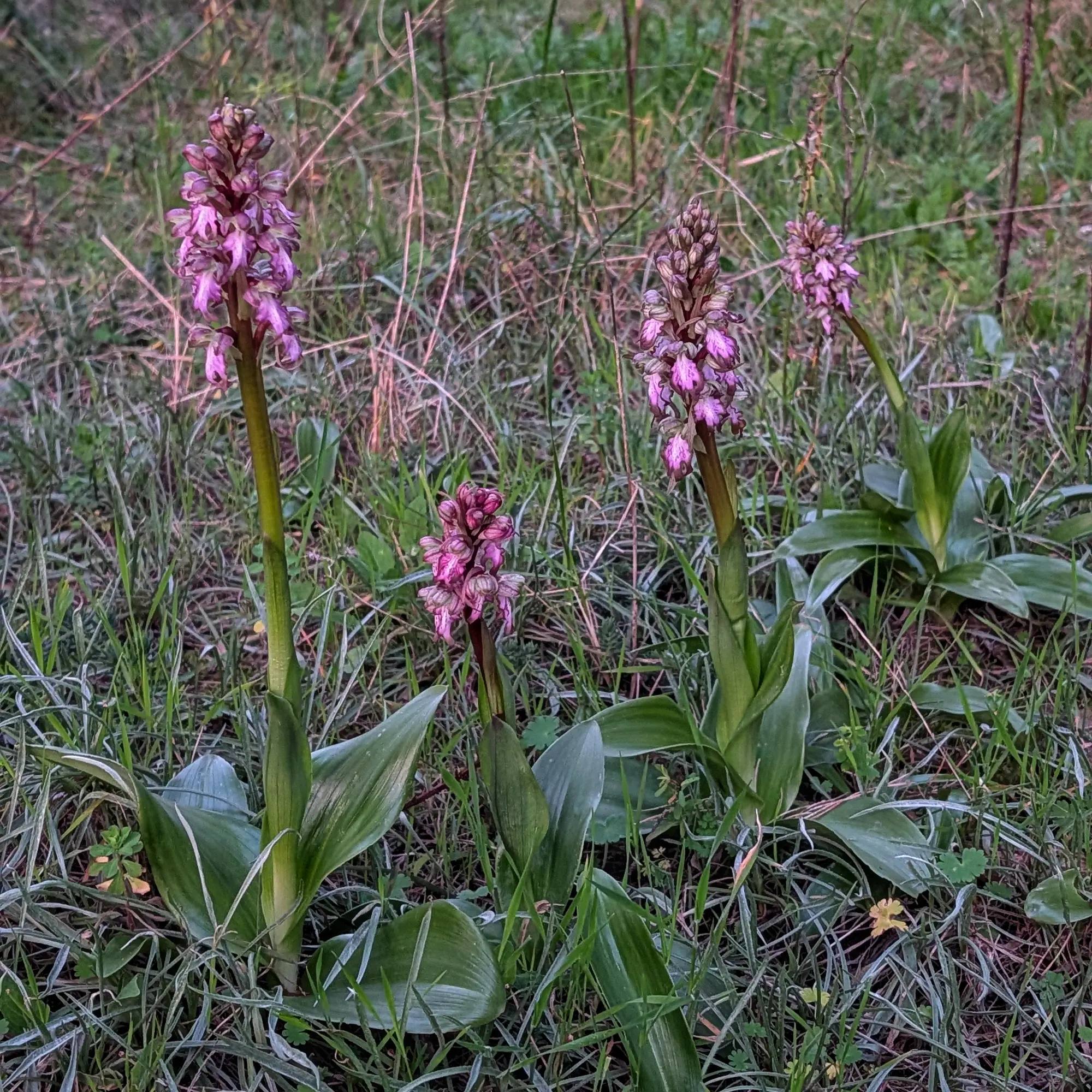 Grup d'orquídies Himantoglossum robertianum al Montgrí amb llum de capvespre.