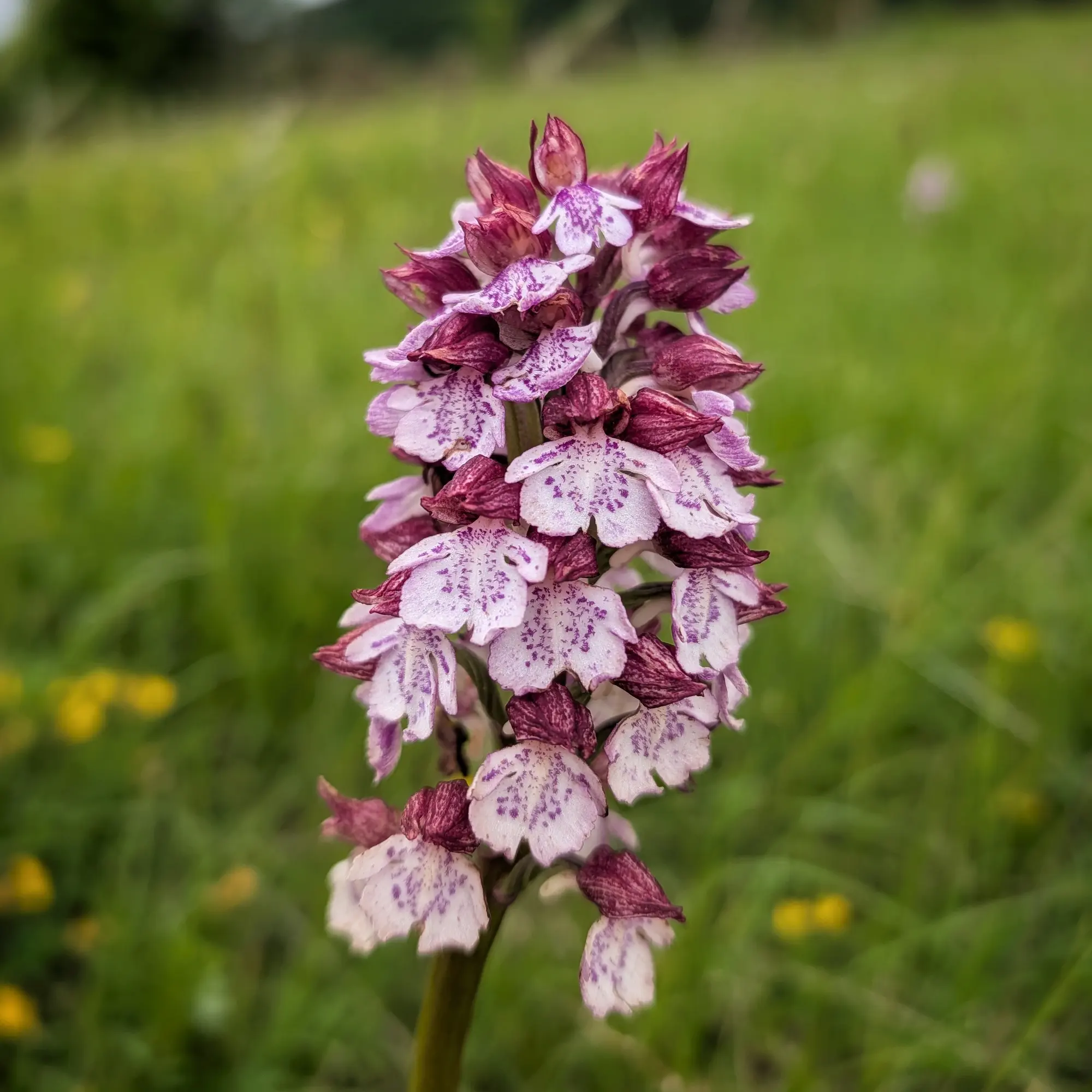 Primer pla d'una orquídia purpurina (Orchis purpurea) amb pètals blancs, taques porpres i caputxes fosques sobre fons verd difuminat.