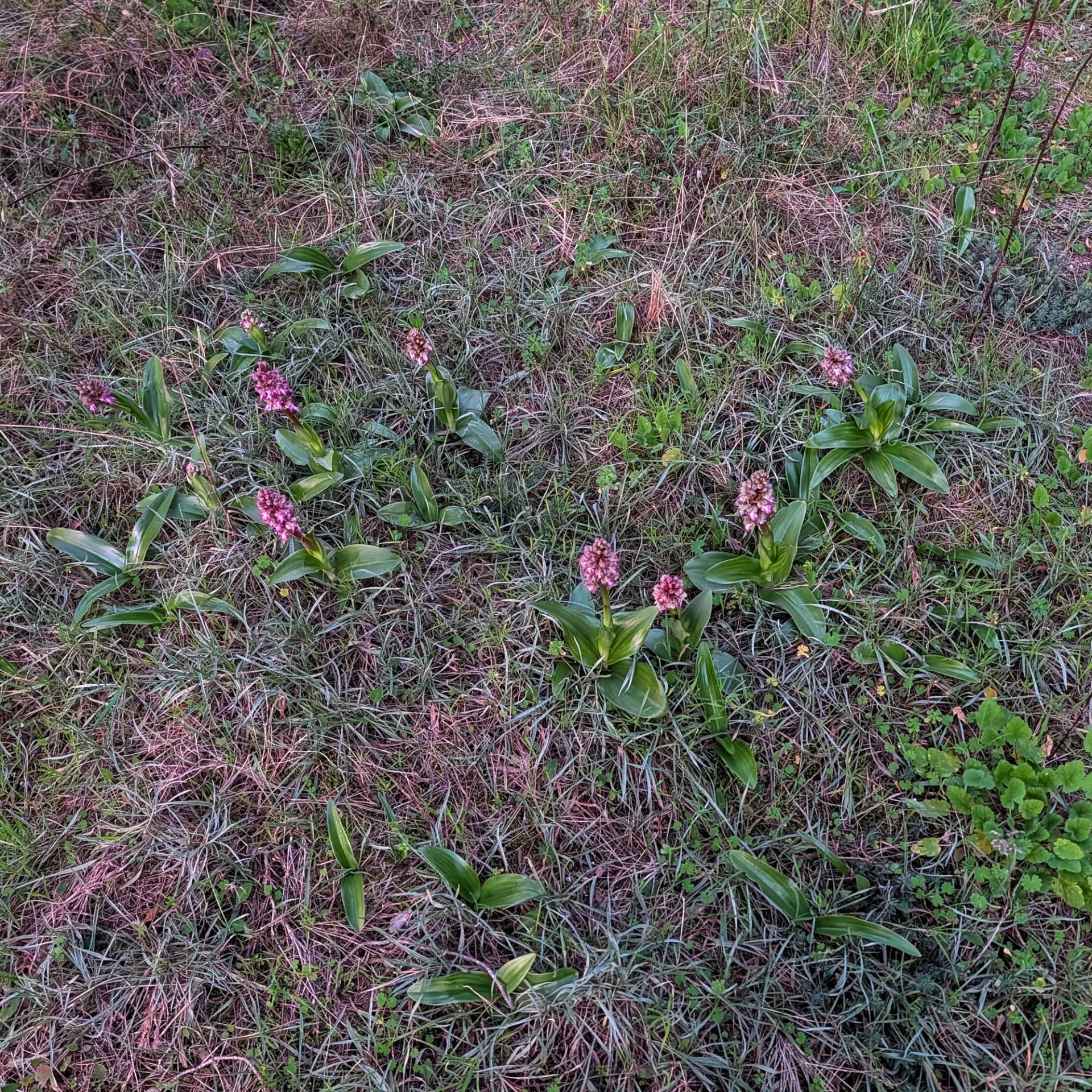 Grup d'orquídies Himantoglossum robertianum il·luminades pel capvespre al Montgrí.