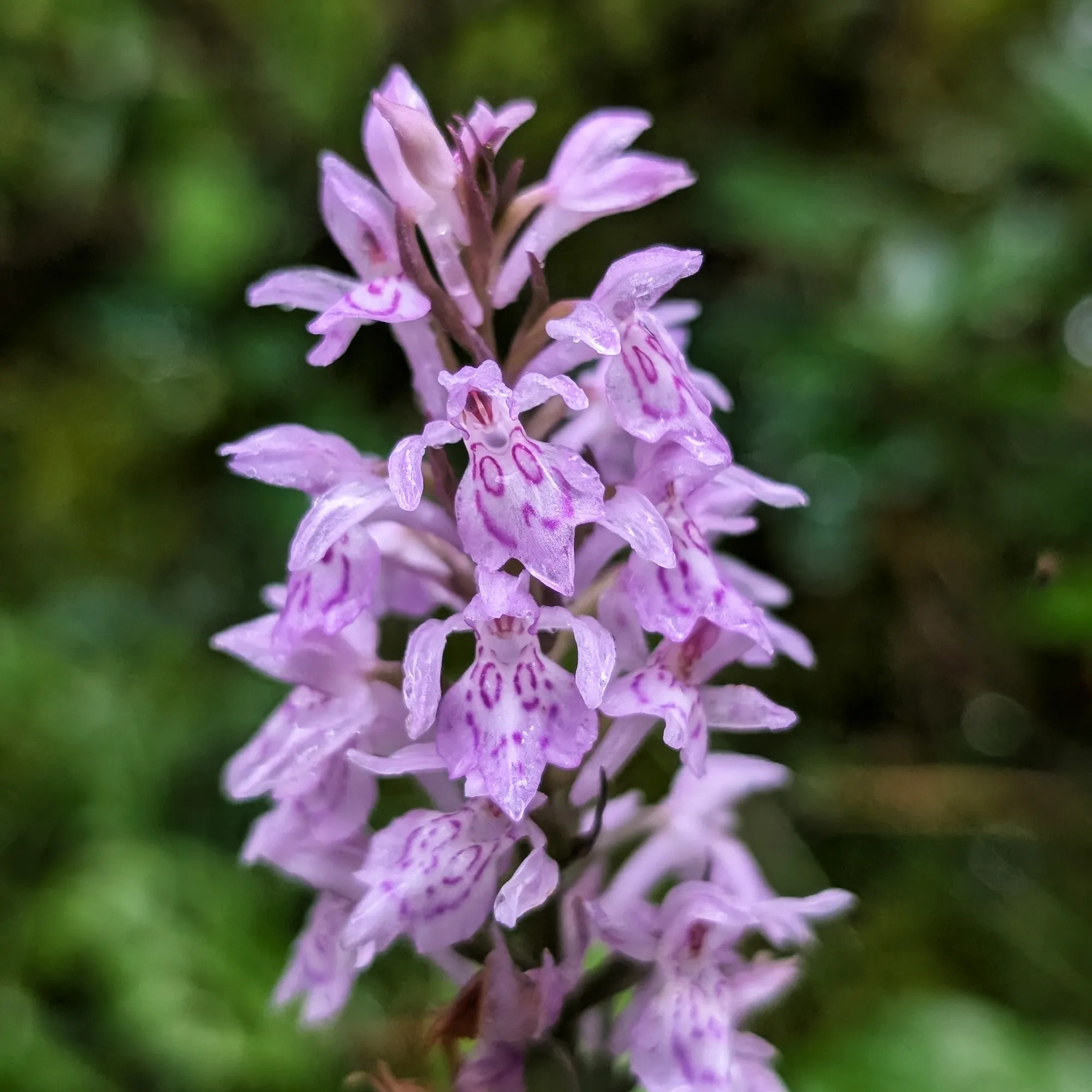 Dactylorhiza fuchsii del Casamanya