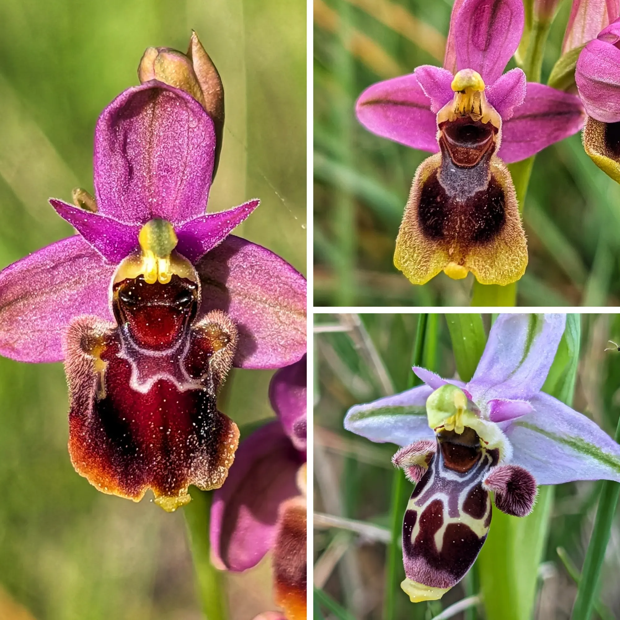 Collage de tres orquídies Ophrys x peltieri híbrides, amb pètals morats i labels amb patrons distintius.