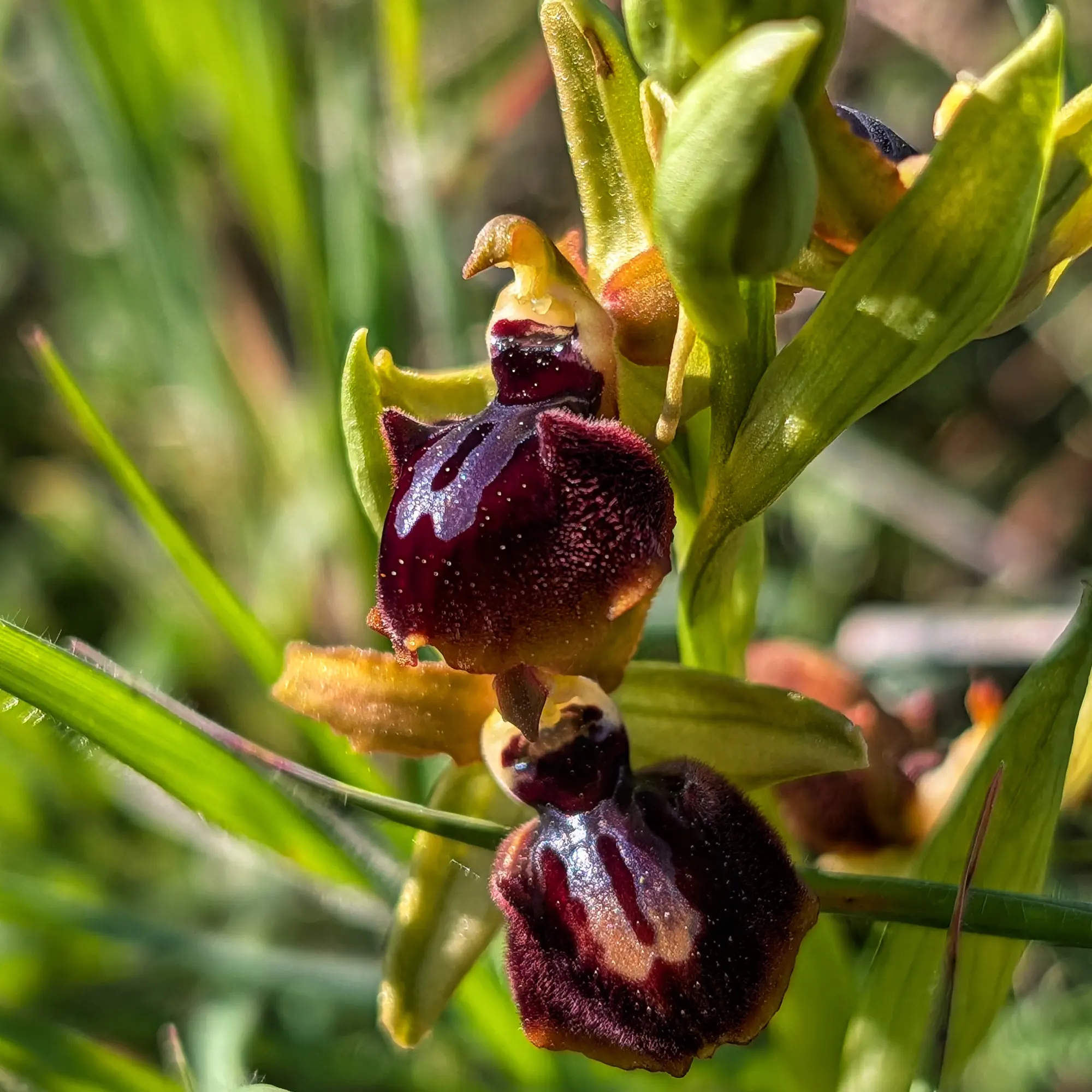Primer plano de dos orquídeas Ophrys passionis con labelos aterciopelados oscuros y sépalos verde-amarillentos, fondo verde.