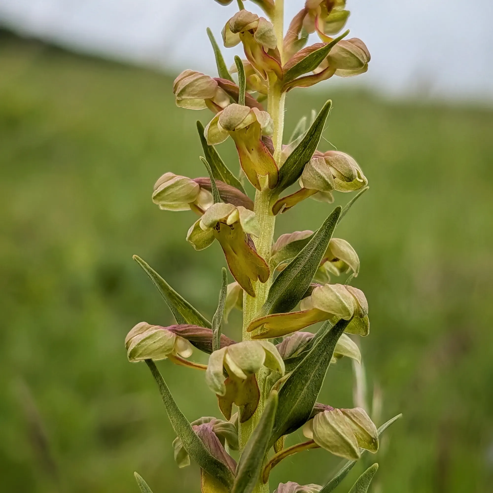 Primer pla d'una tija d'orquídia Coeloglossum viride amb flors verdoses i groguenques sobre fons borrós de camp.