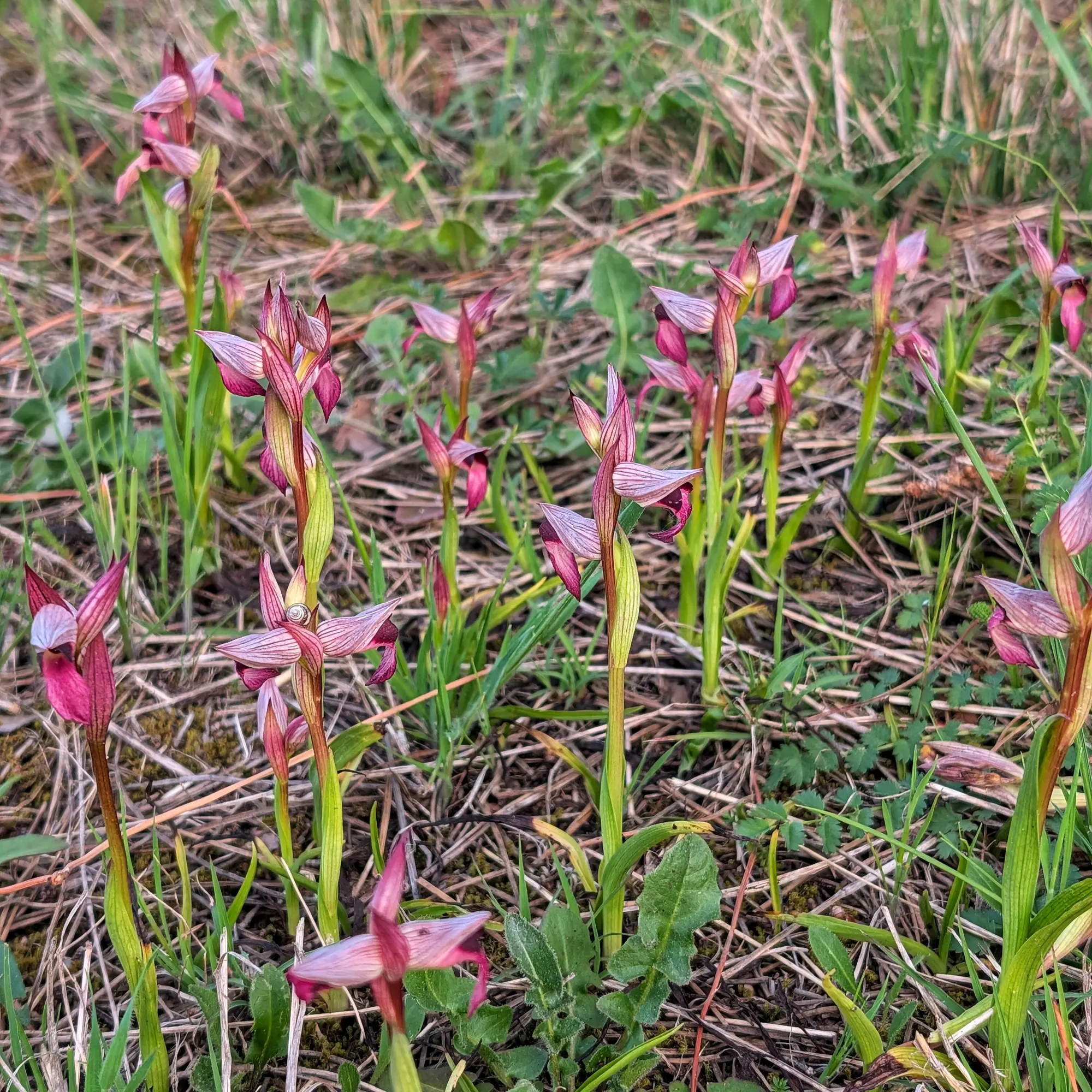 Cluster of Serapias lingua orchids with pink and purple flowers among green and dry grass.