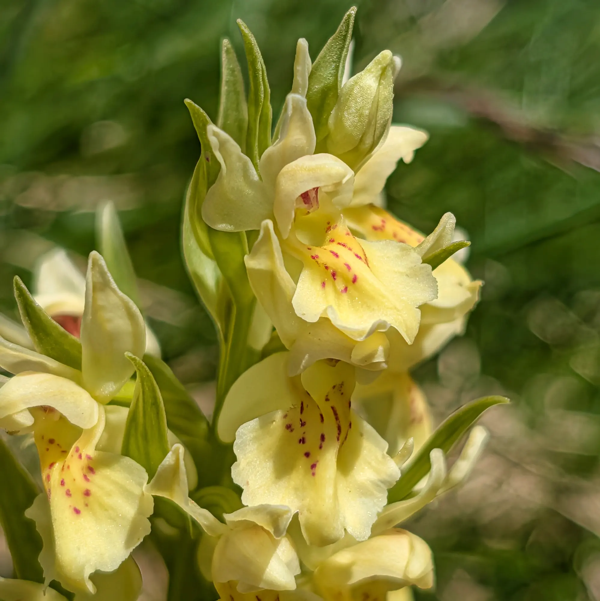 Orquídia Dactylorhiza sambucina florida prop dels ibons de muntanya de Barbarisa.