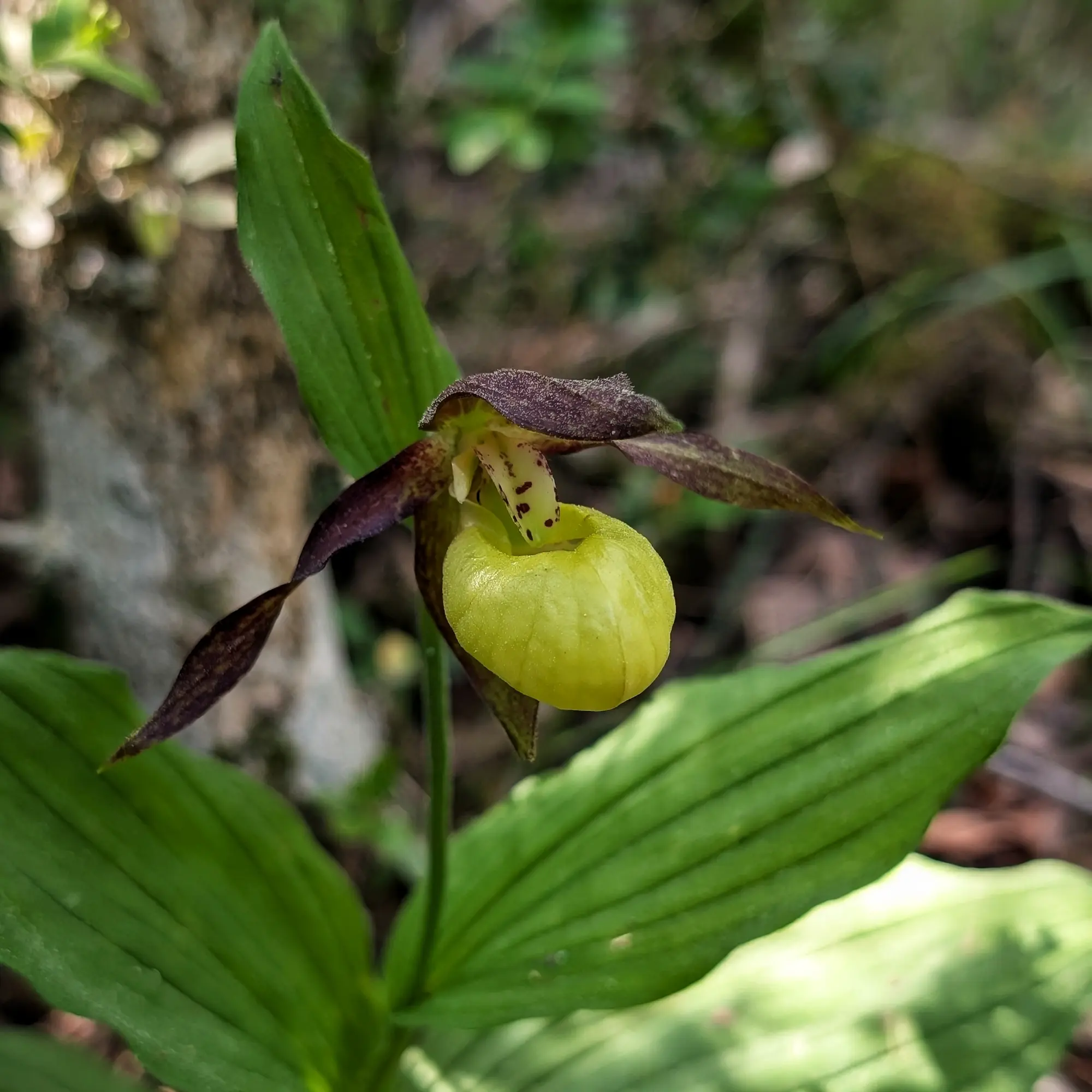 Specimen of Cypripedium calceolus from the Catalan Pre-Pyrenees