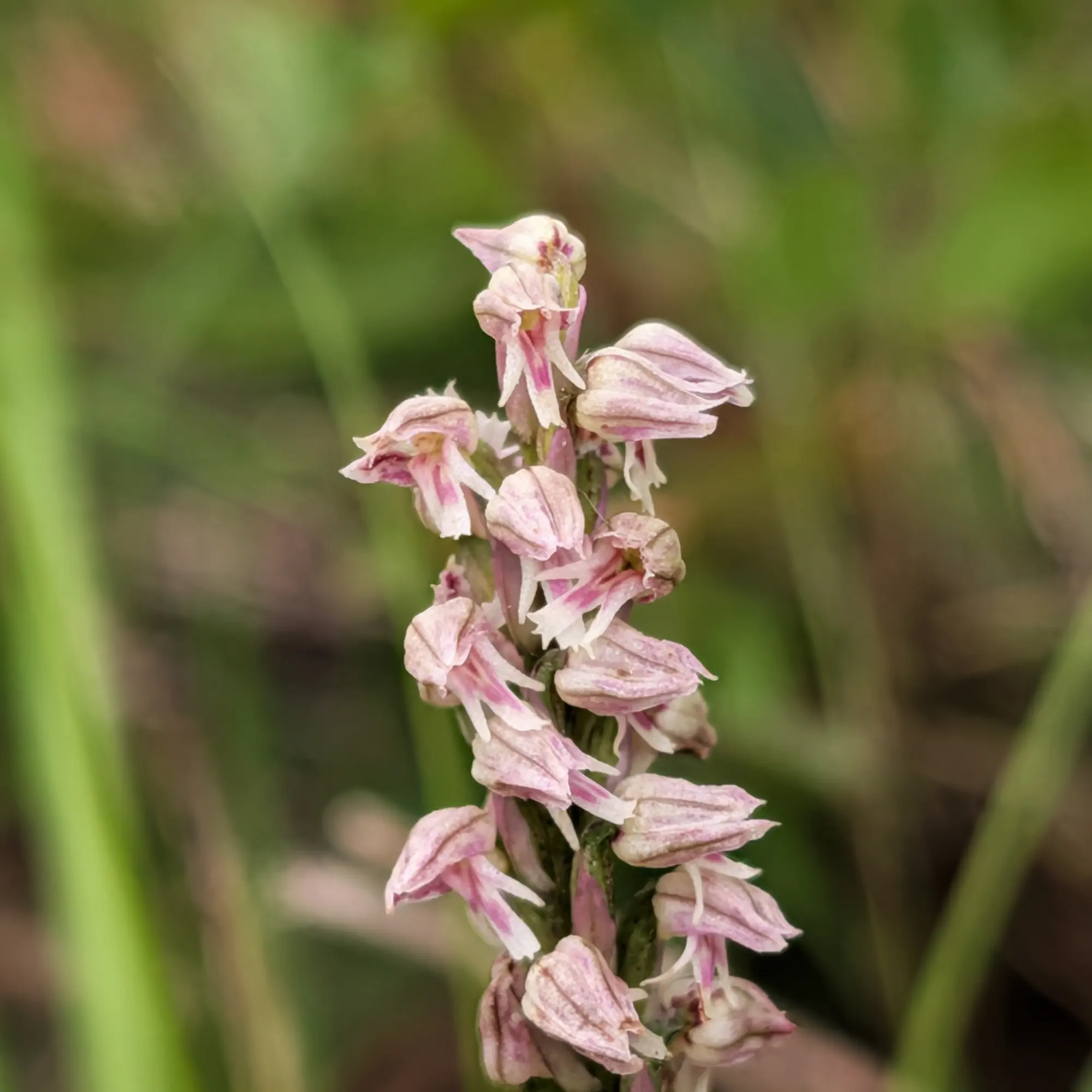 Primer pla d'una orquídia Neotinea maculata amb flors blanques i rosades, sobre fons verd difuminat.
