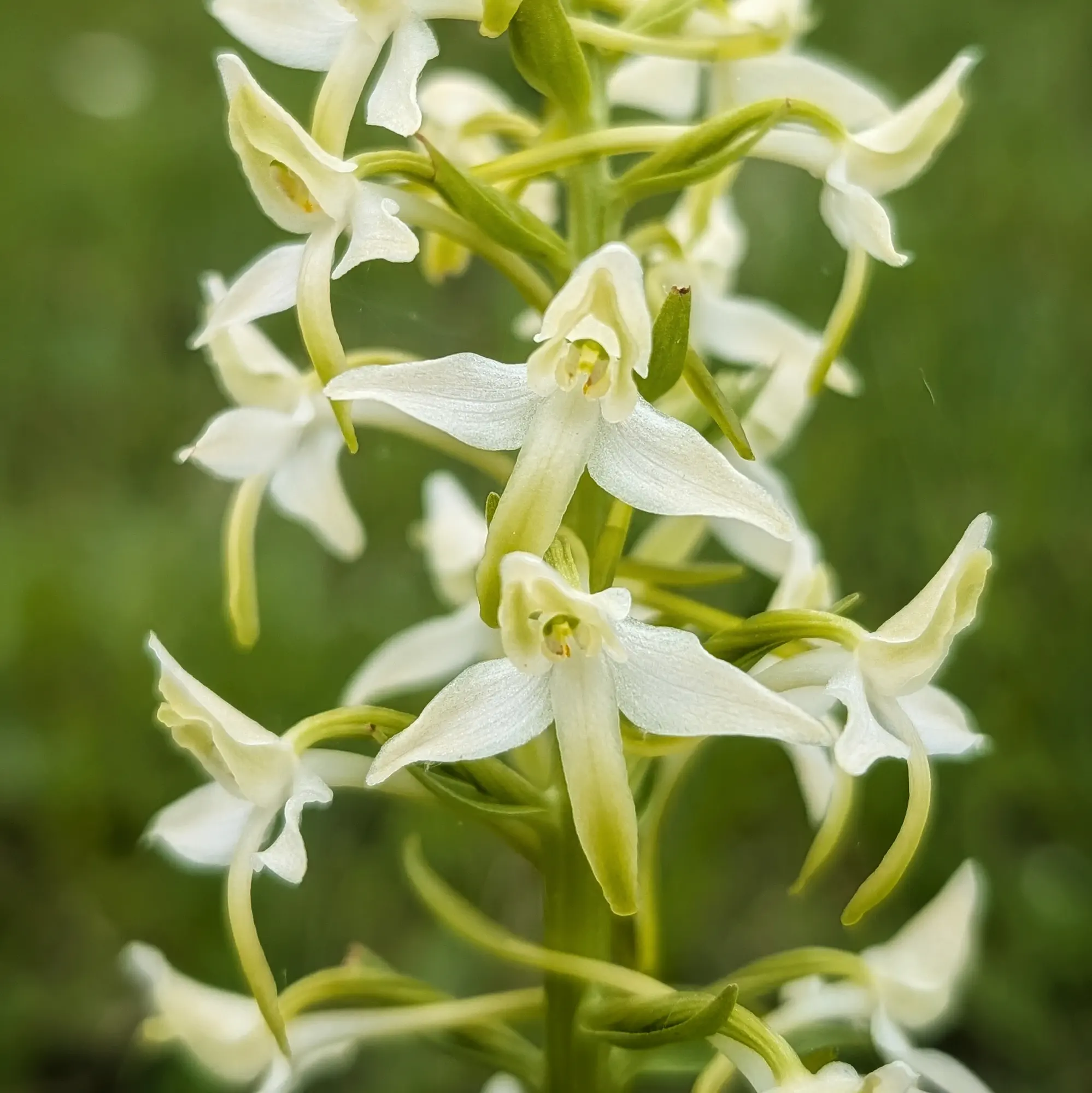 Primer pla d'espigues de flors blanques de Platanthera bifolia sobre un fons verd desenfocat.