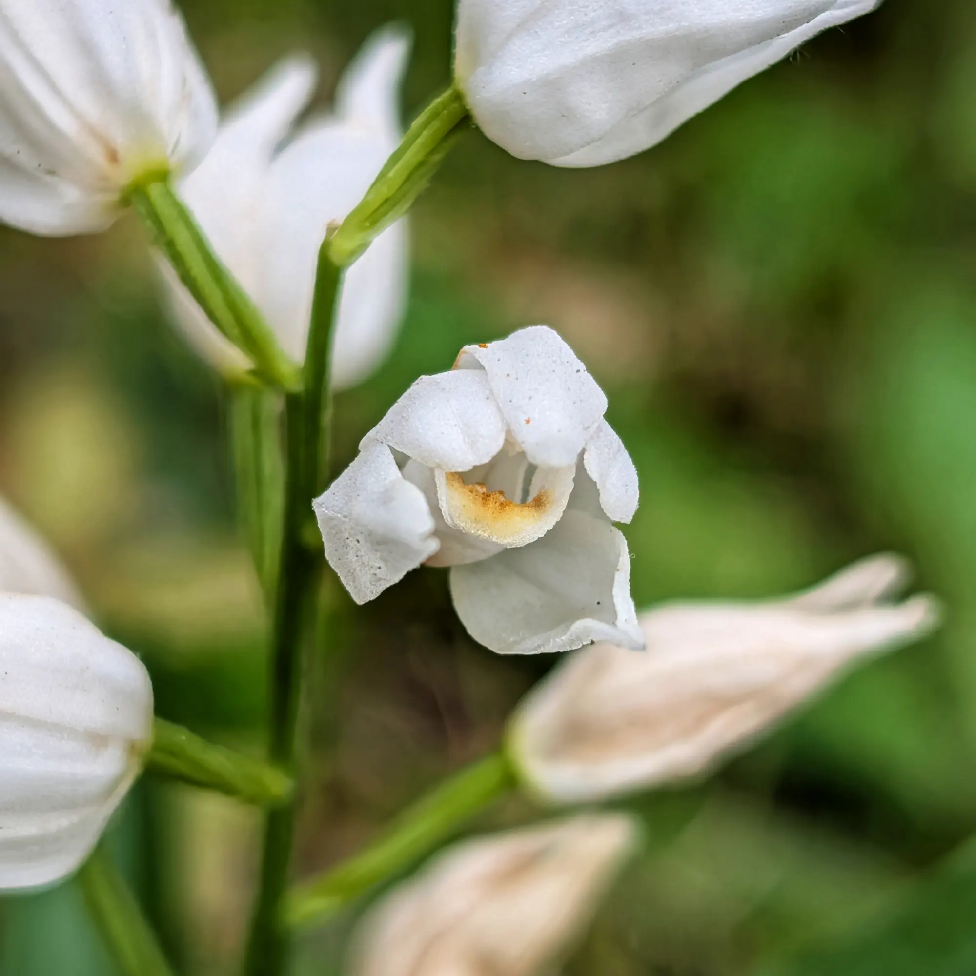 Primer pla d'orquídia Cephalanthera longifolia blanca amb centre groc i tija verda sobre fons verd difuminat.