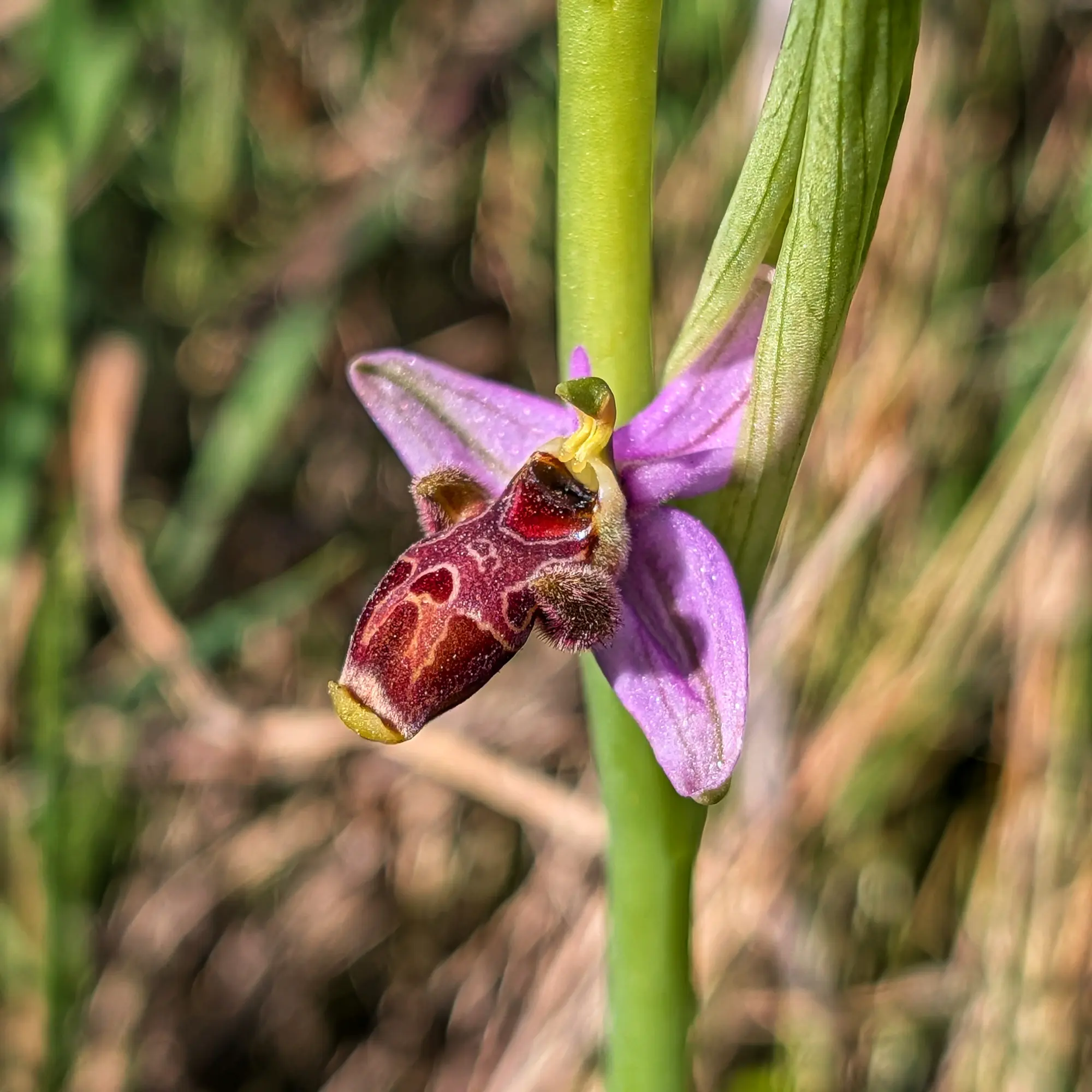 Macro close-up of an Ophrys scolopax orchid with purple petals and a dark, velvety labellum featuring brown and reddish patterns.